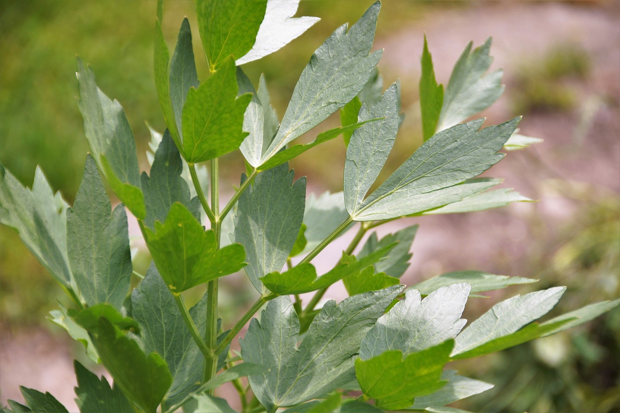 lovage levisticum herb free photo