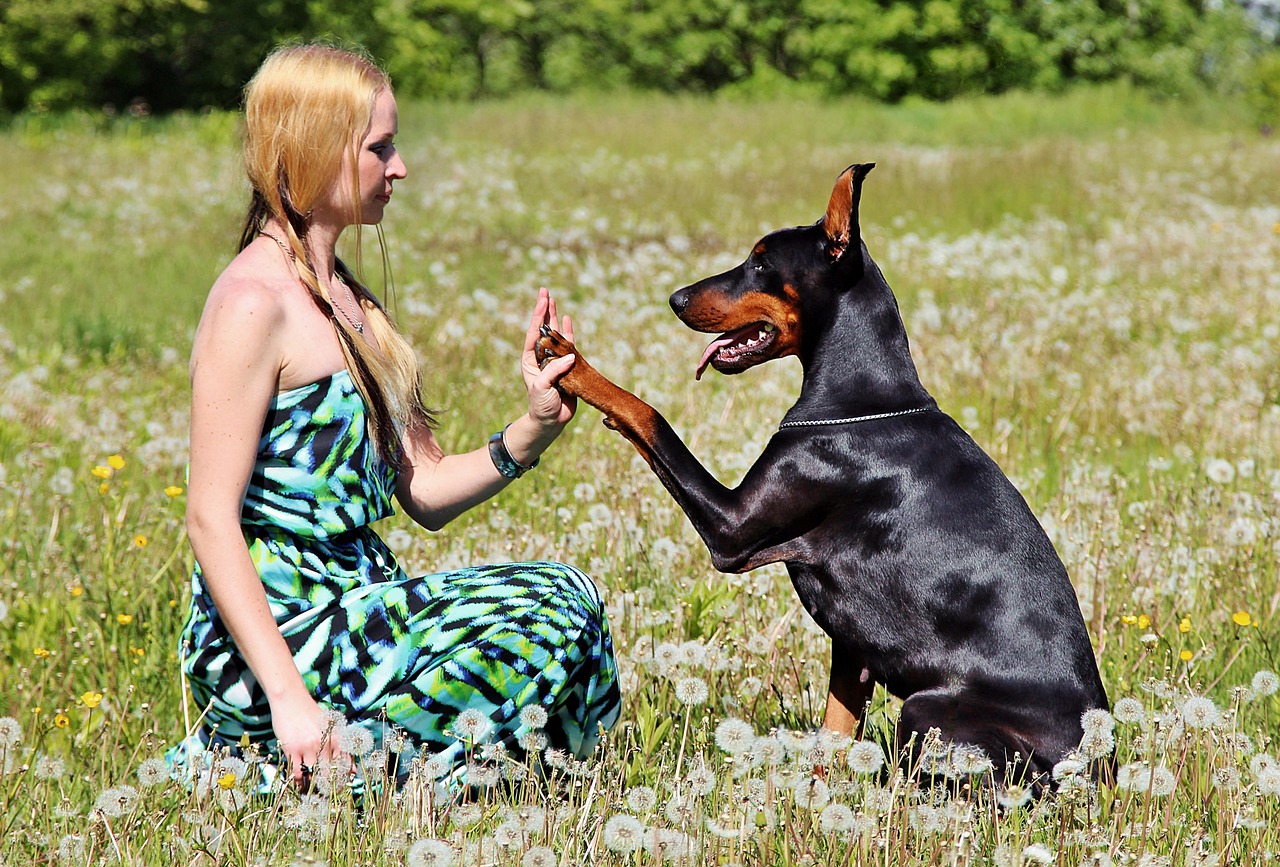 love pacsi doberman free photo