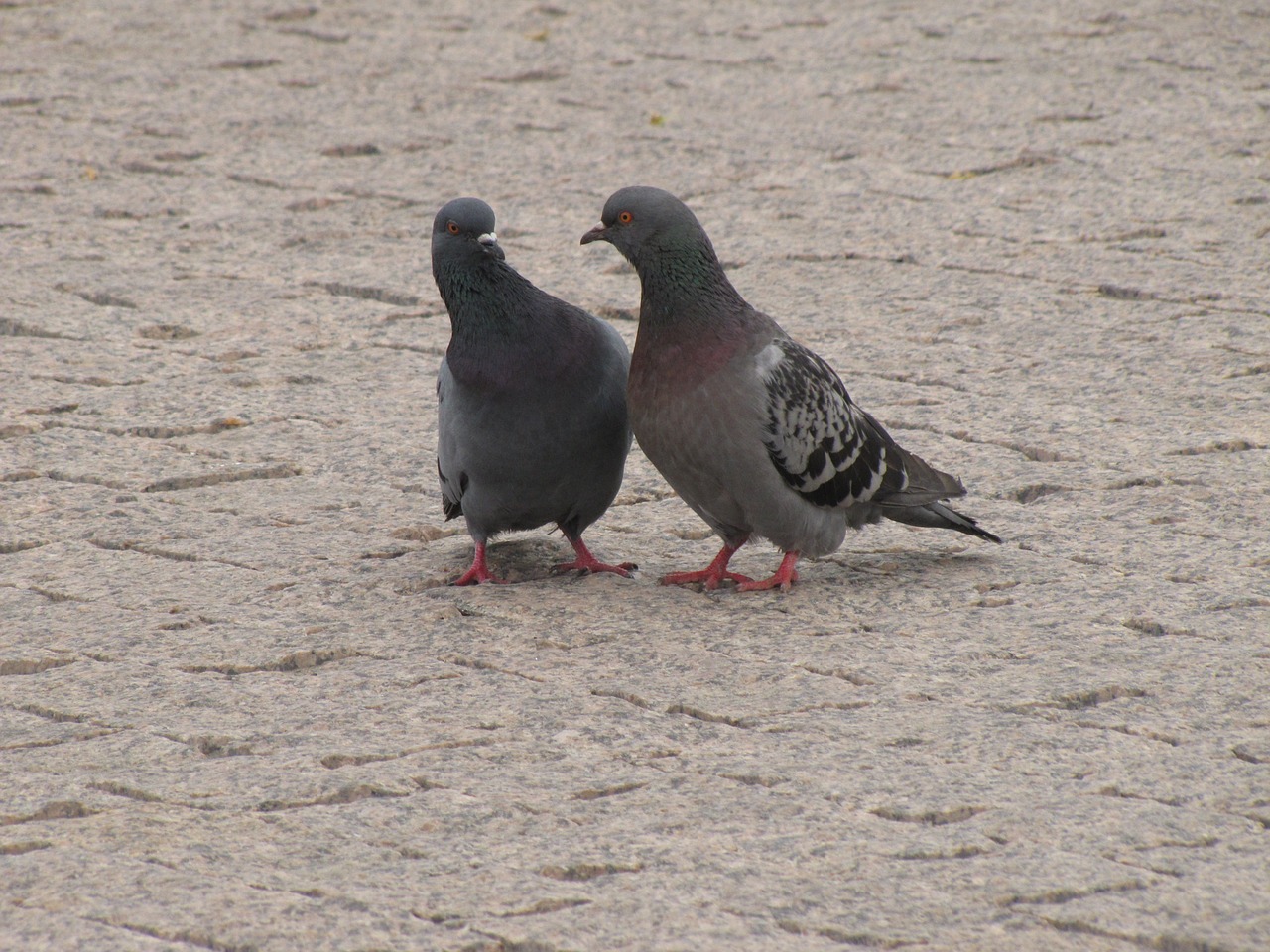 love dove pigeons free photo