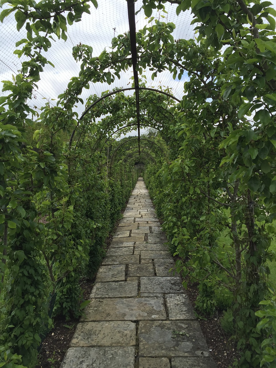 love tunnel foliage free photo