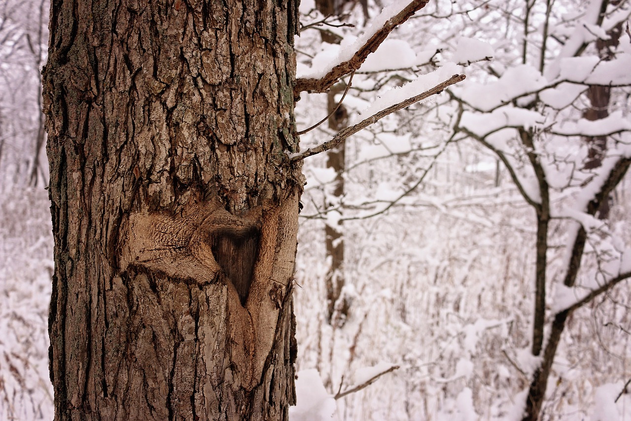 love tree brown free photo