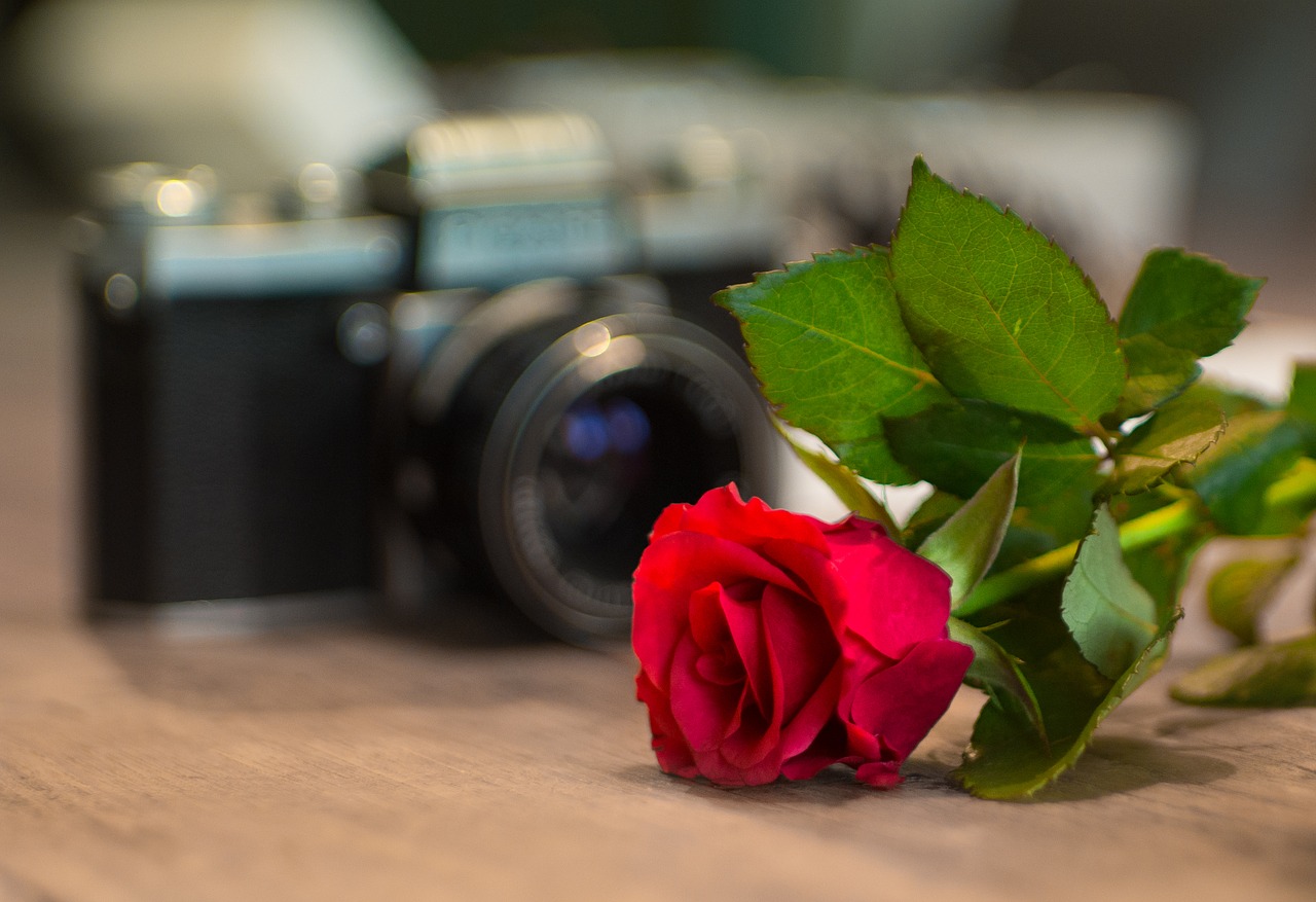 love rose camera free photo