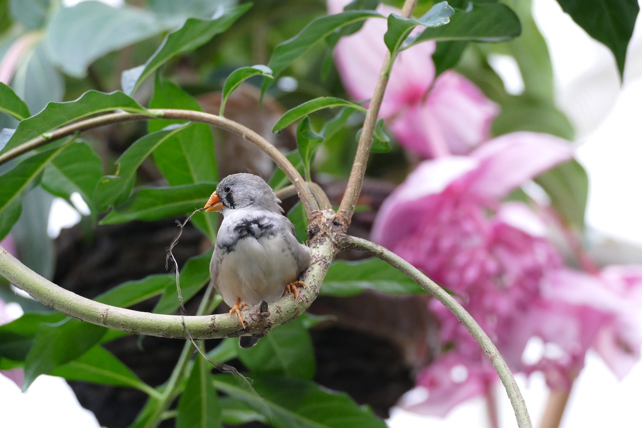 love birds building free photo