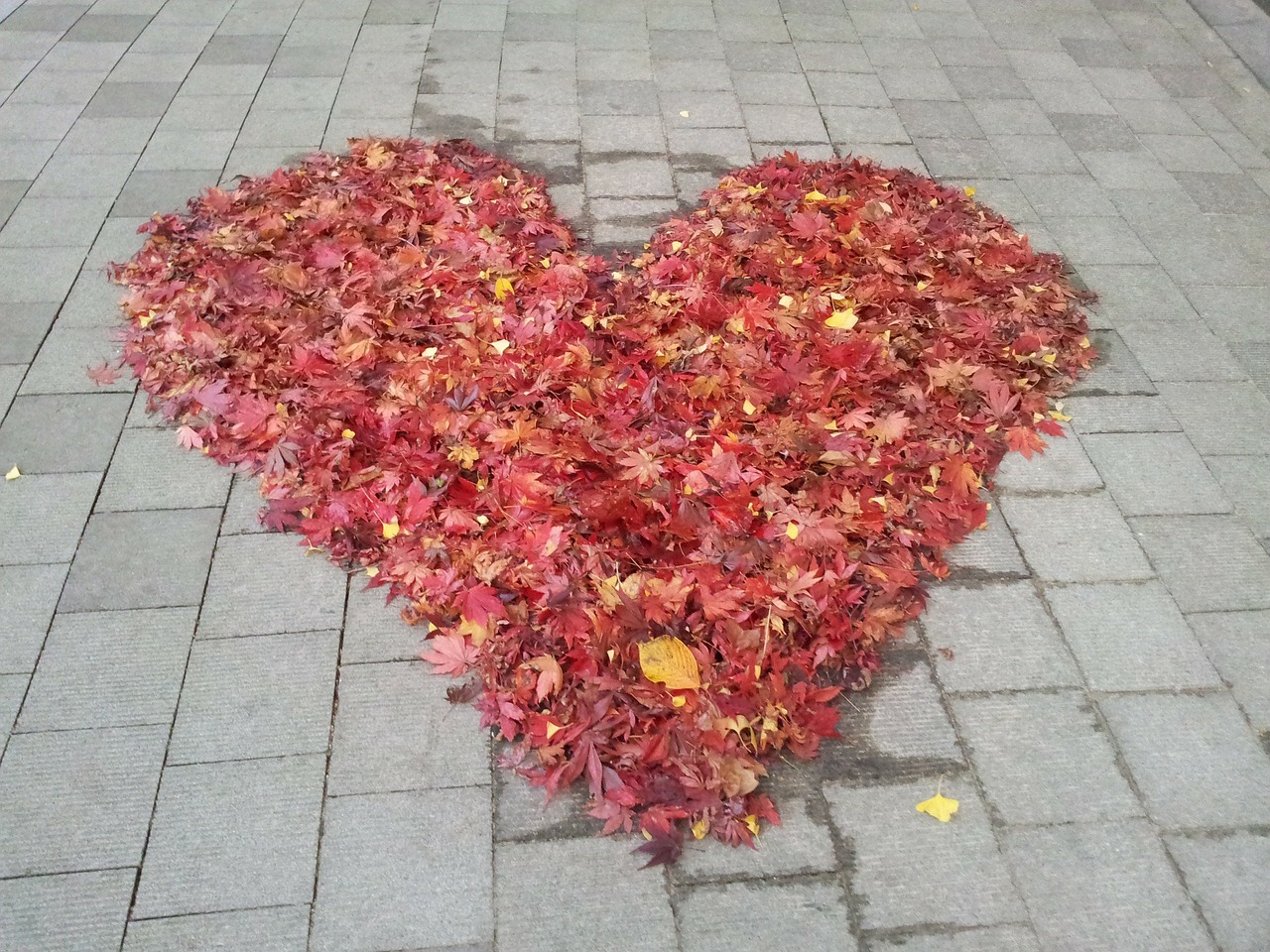 love autumn leaves free photo