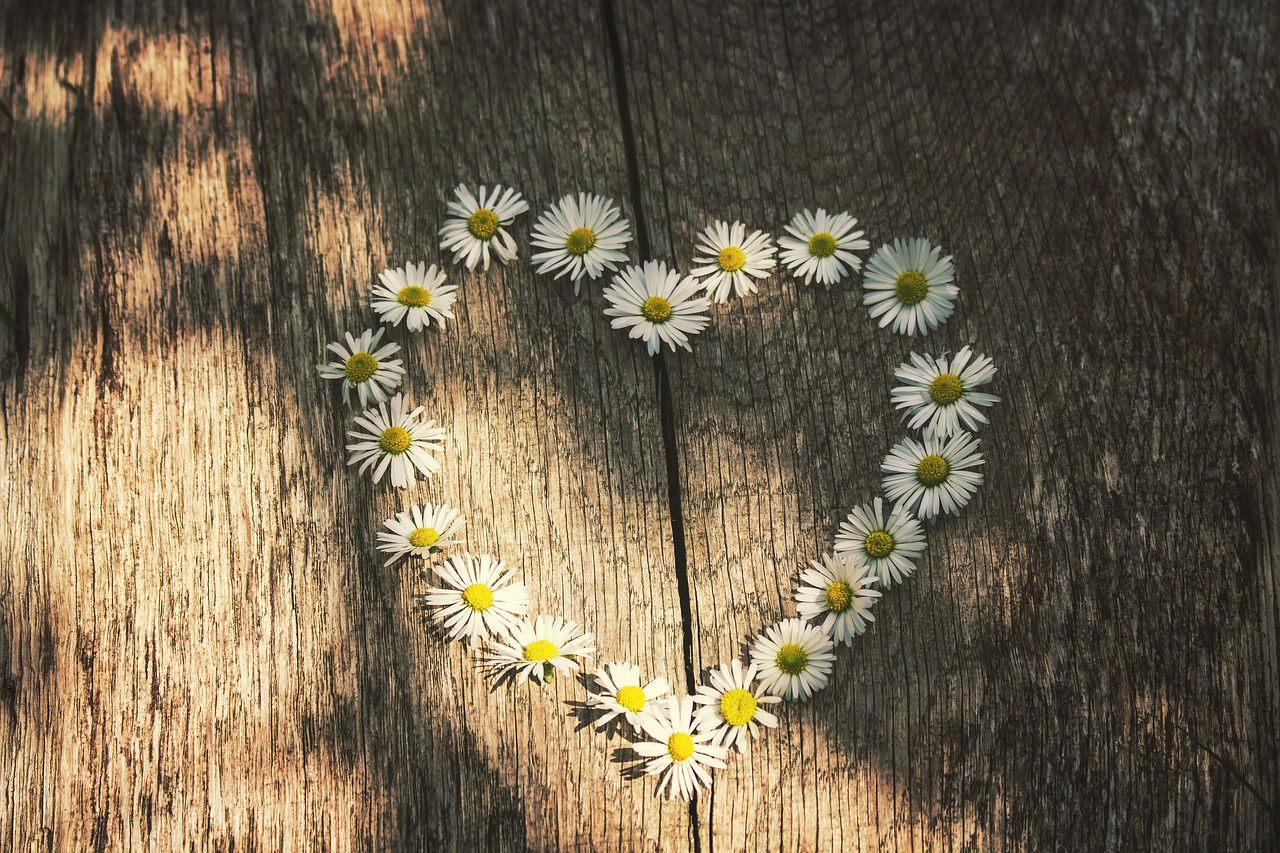 love daisies spring free photo