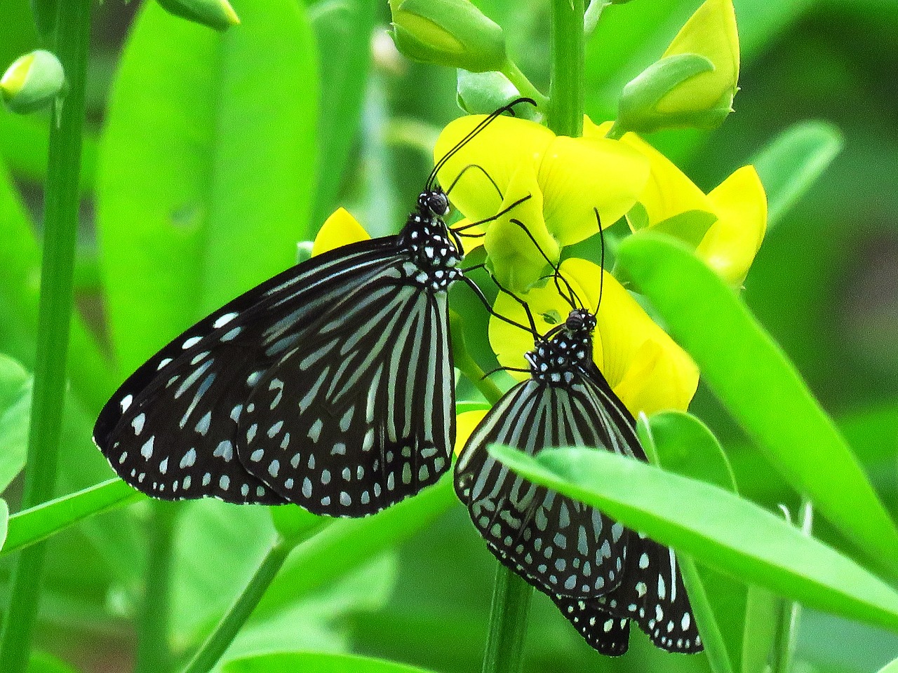 love butterfly nice free photo