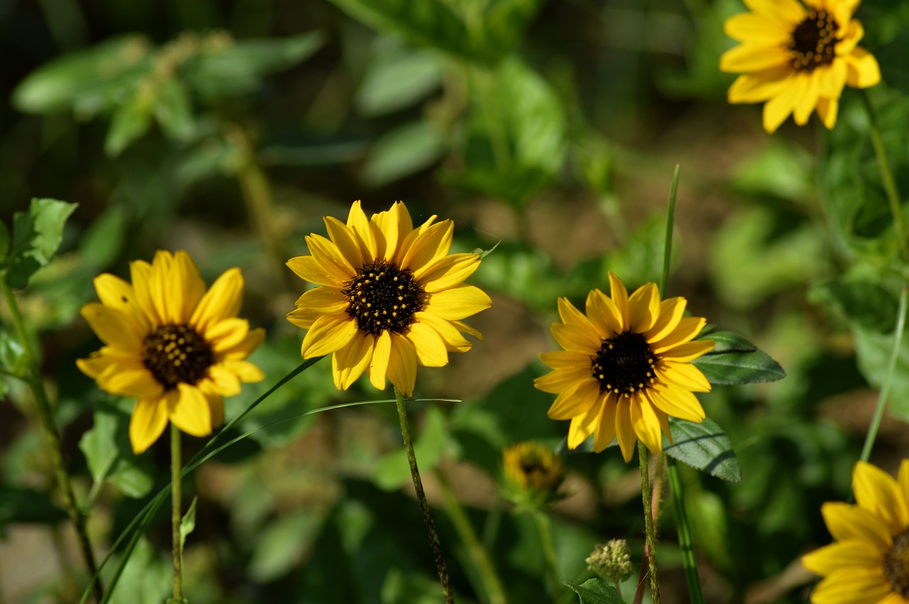 love yellow read free photo