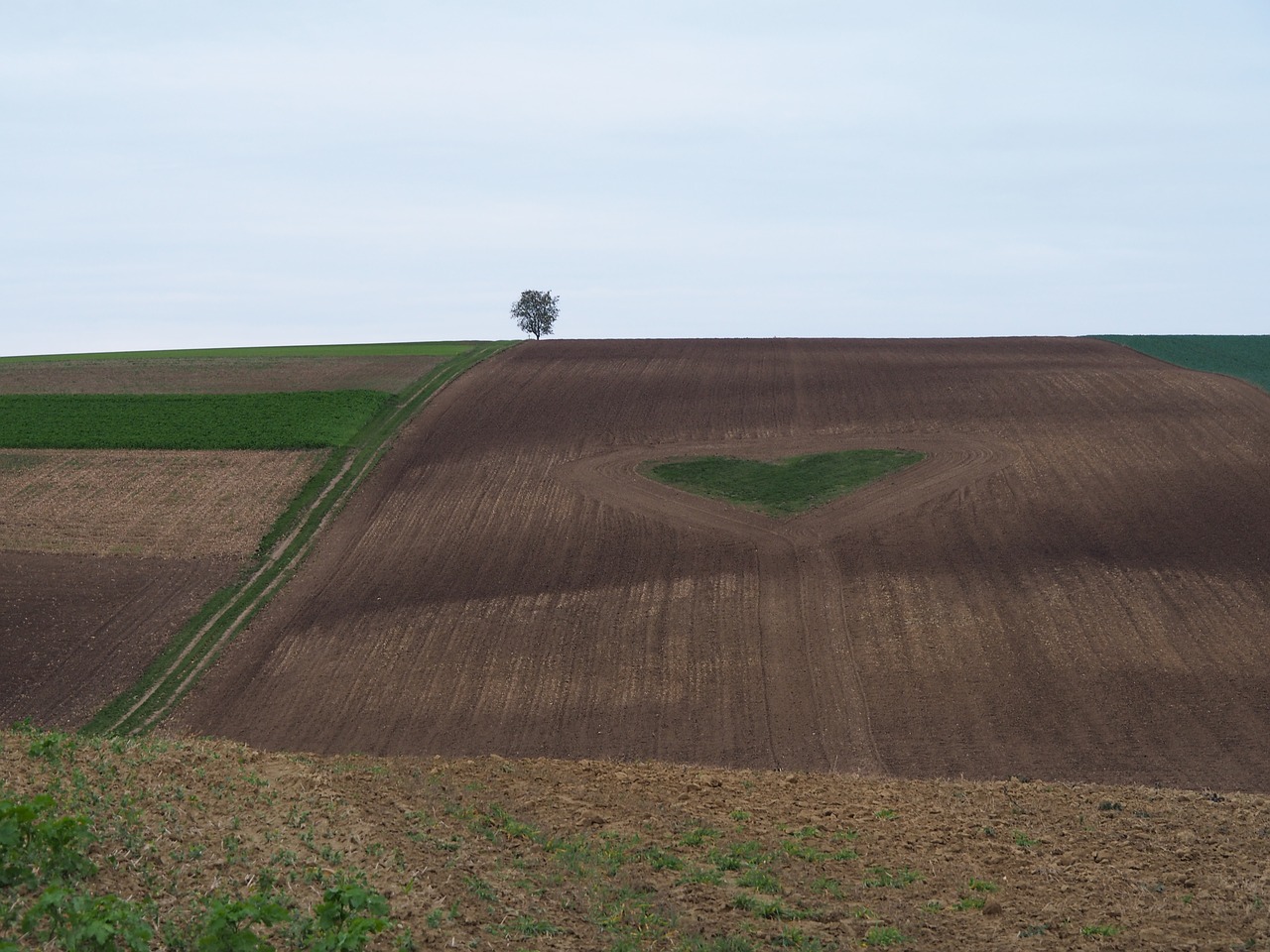 love heart field free photo