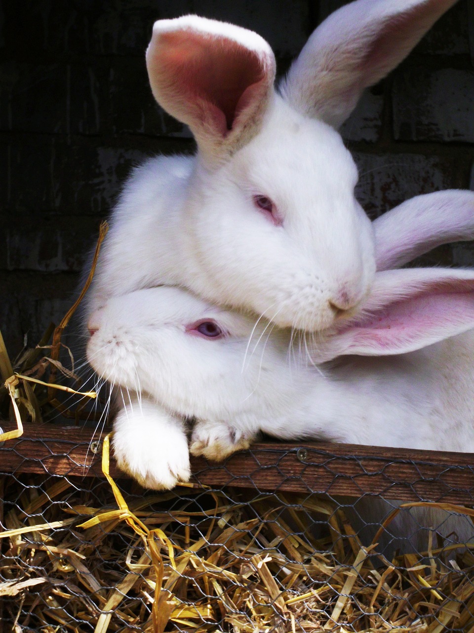 love  bunny love  hare free photo