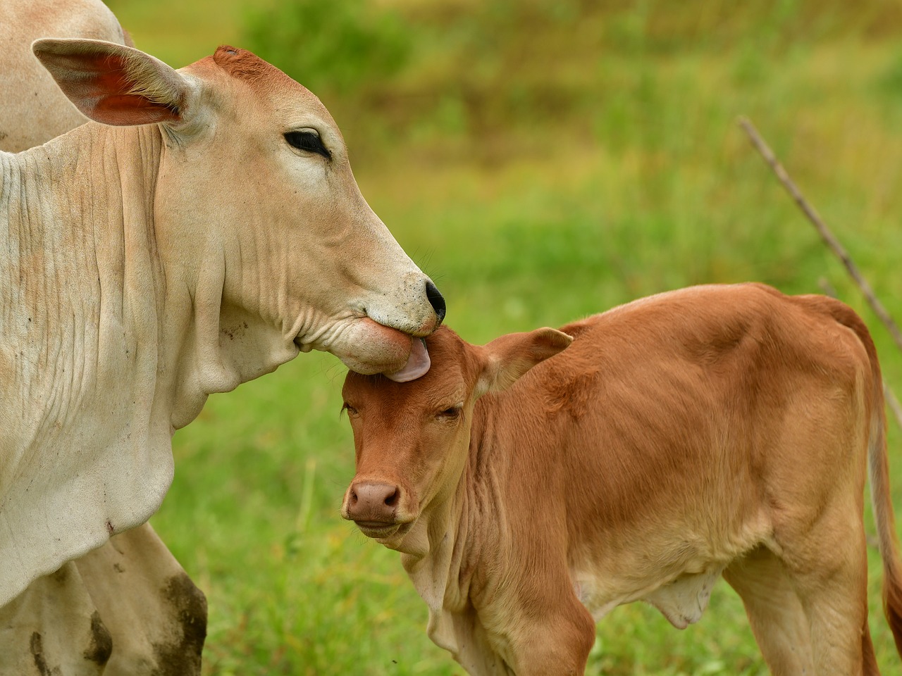 love  calf  livestock free photo