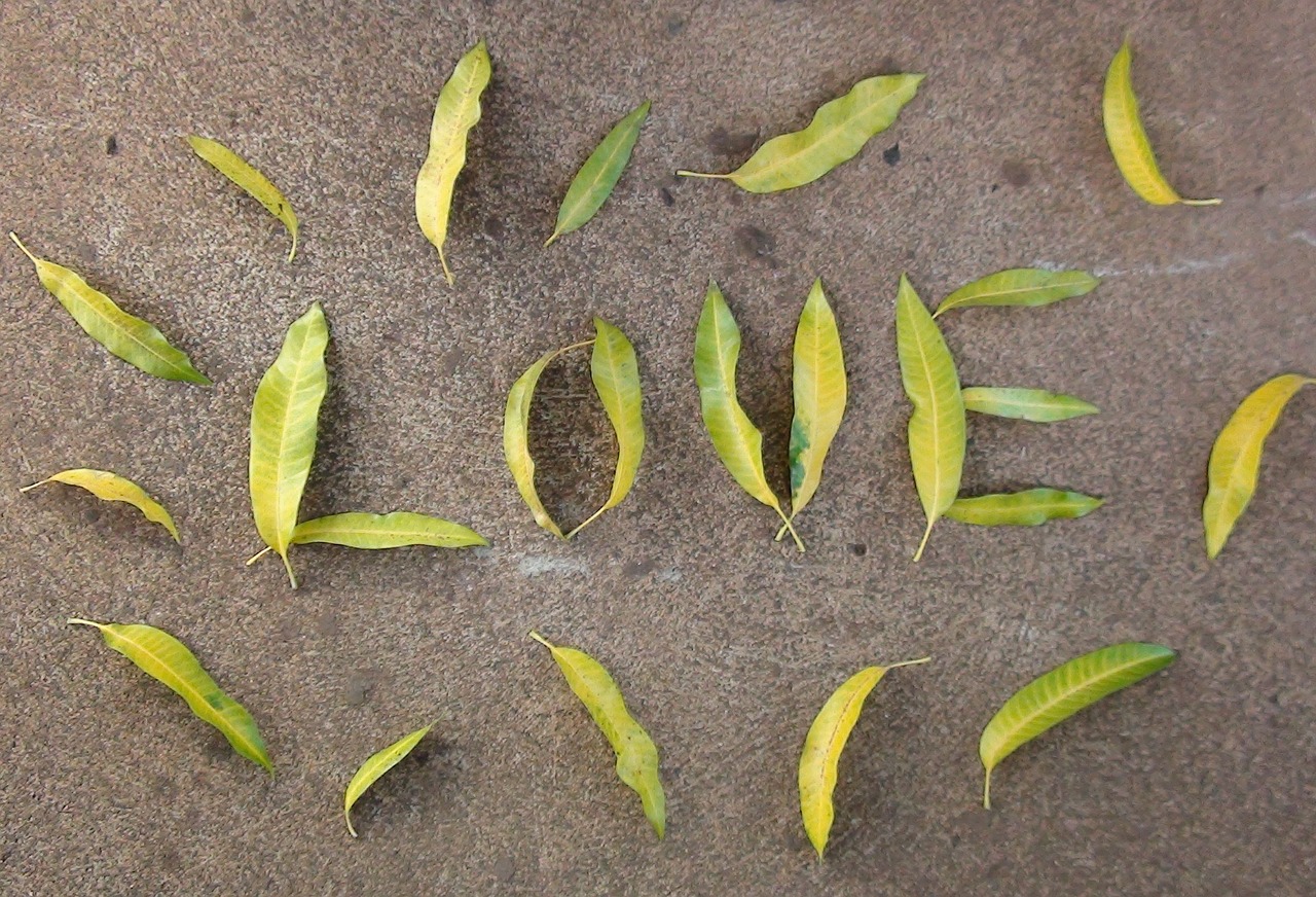 love leaves mango leaves free photo