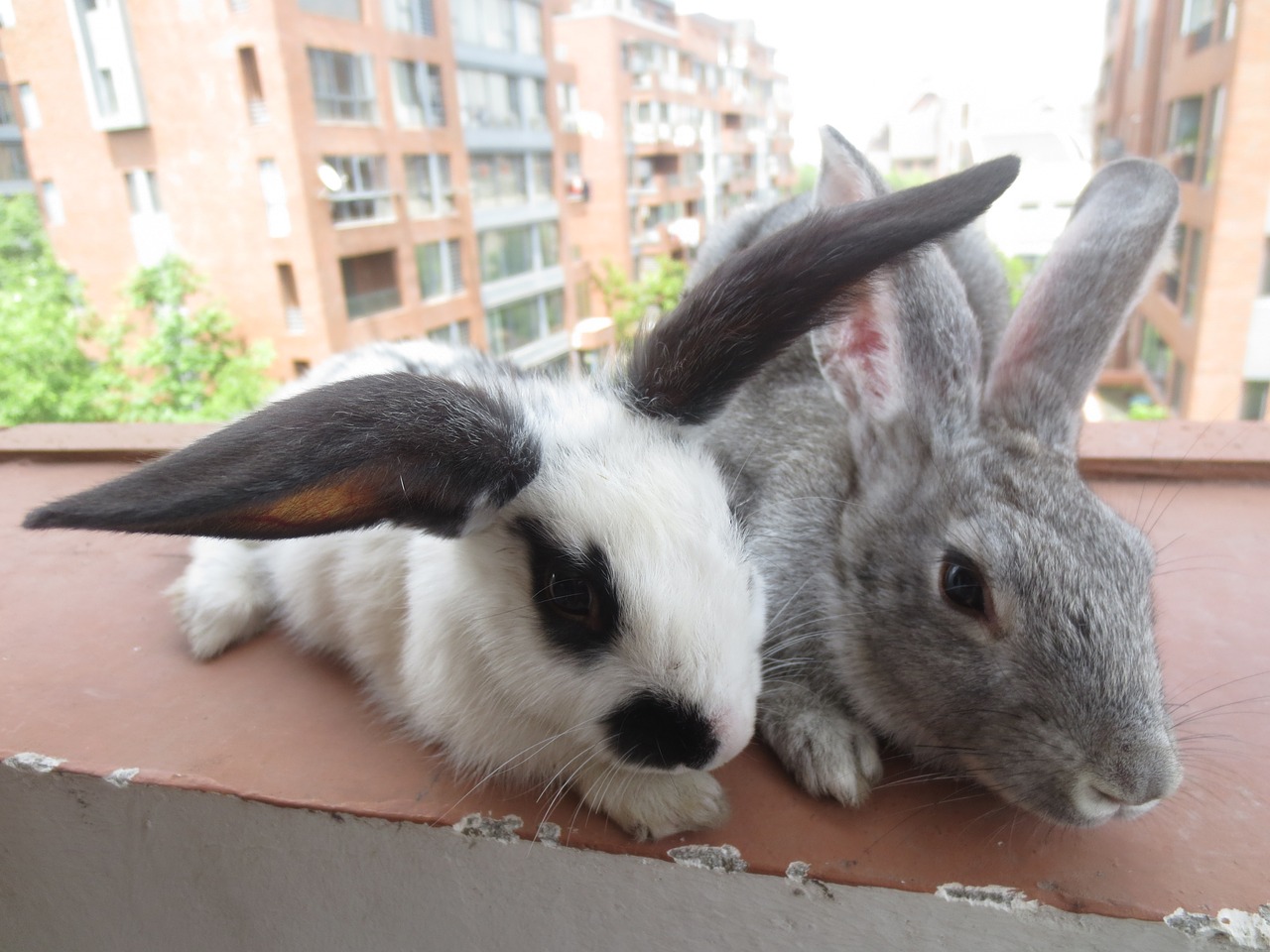 love rabbit warm free photo