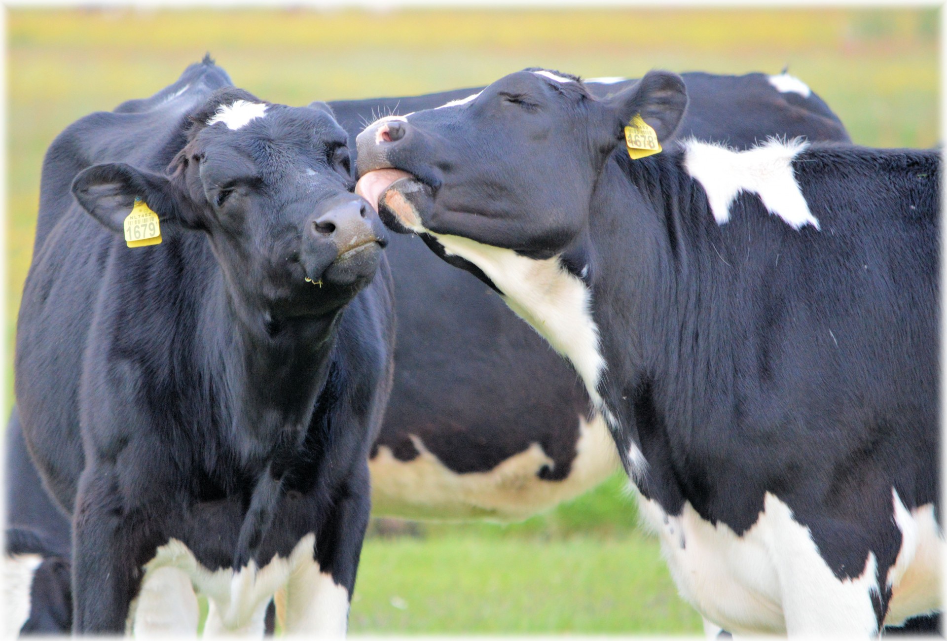 cows love nature free photo