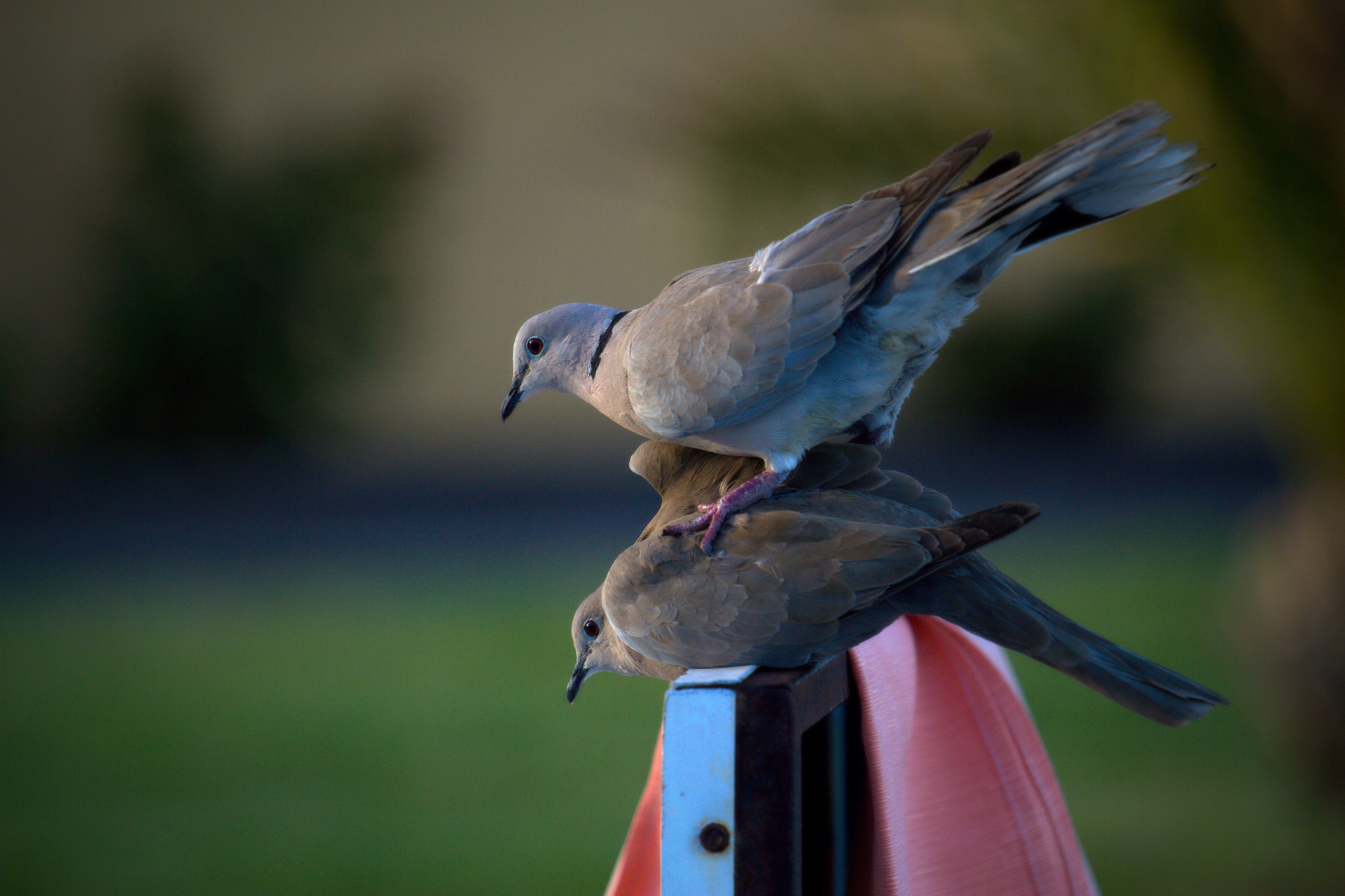 brids love love bird free photo