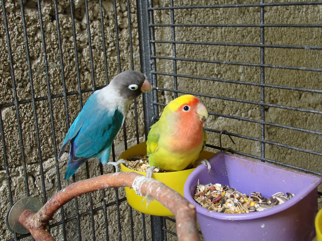 birds pair pets free photo