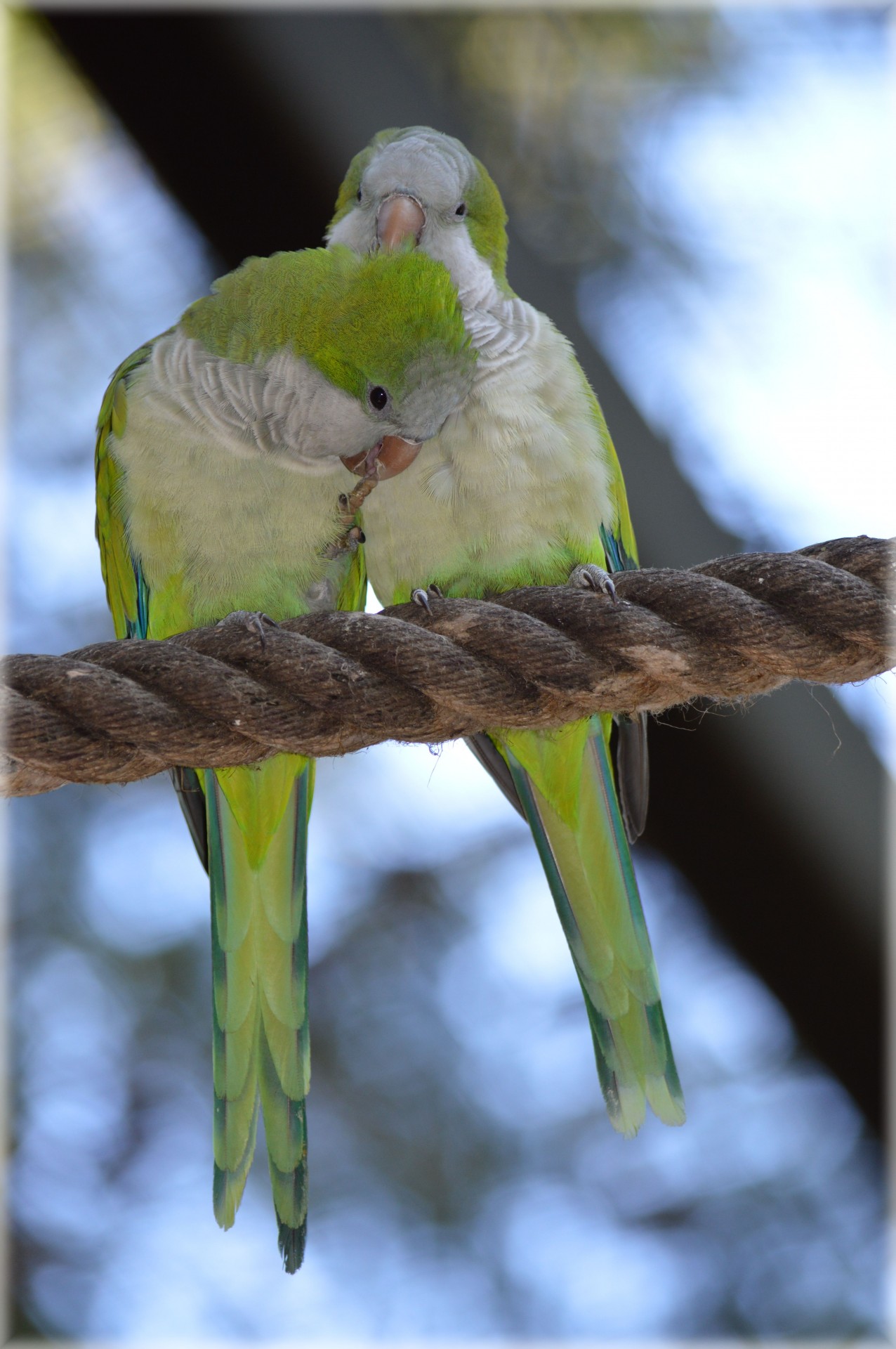 parrot dwarf parrot love free photo