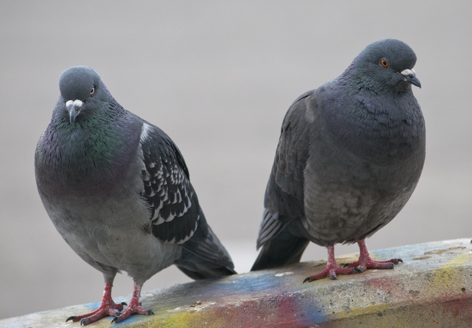 pigeon pigeons bird free photo