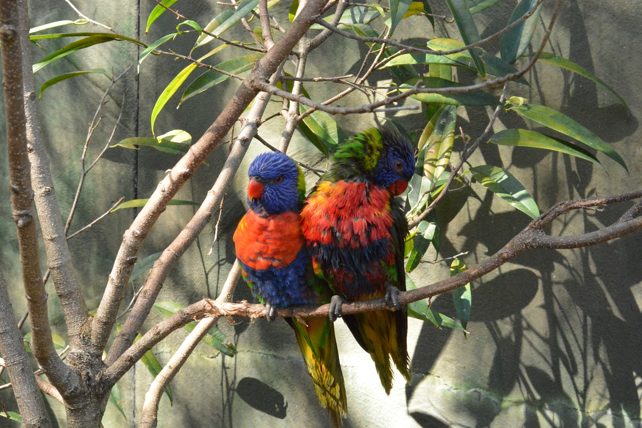 love birds birds colorful free photo