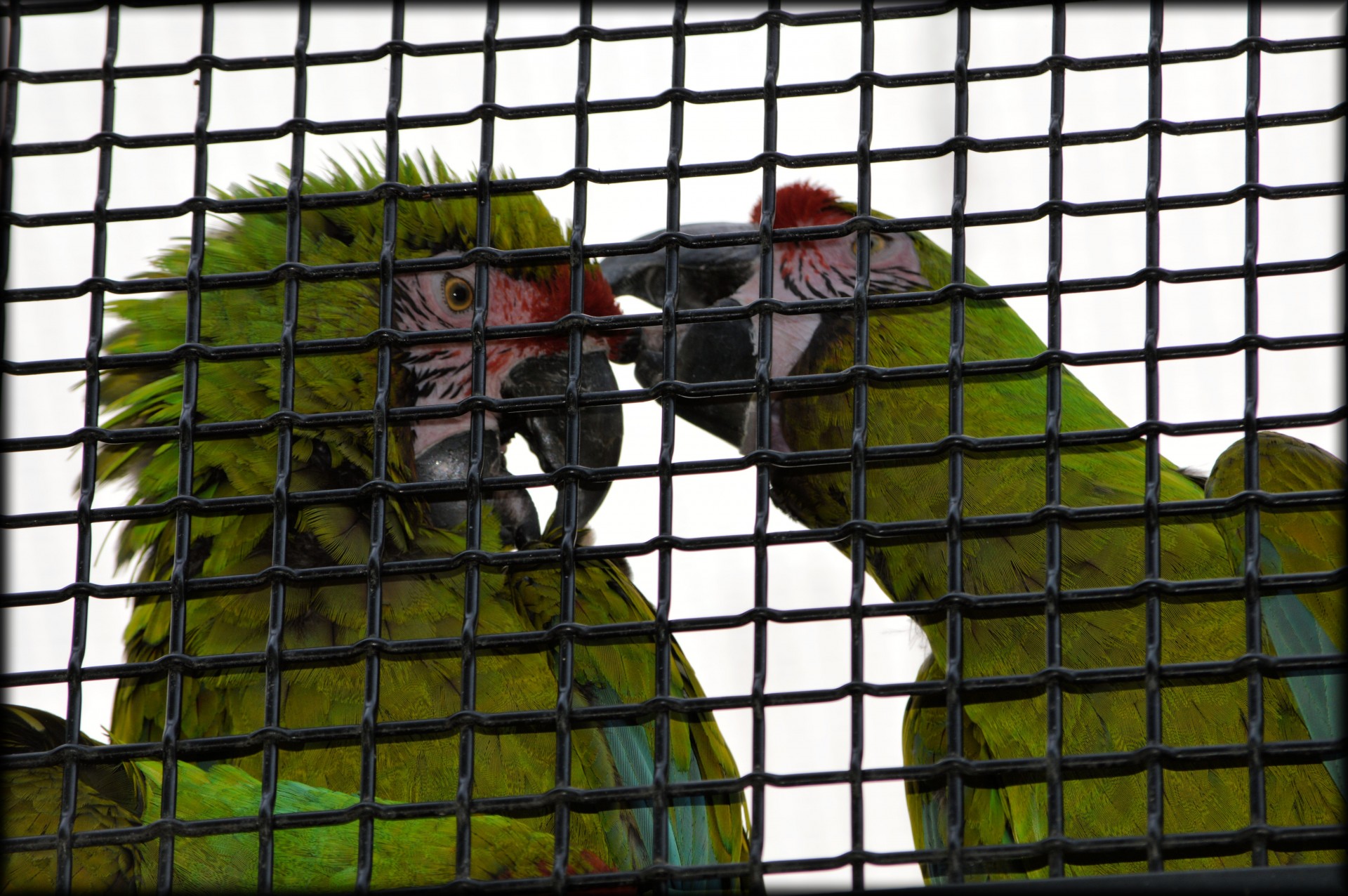 parrot flirt love free photo