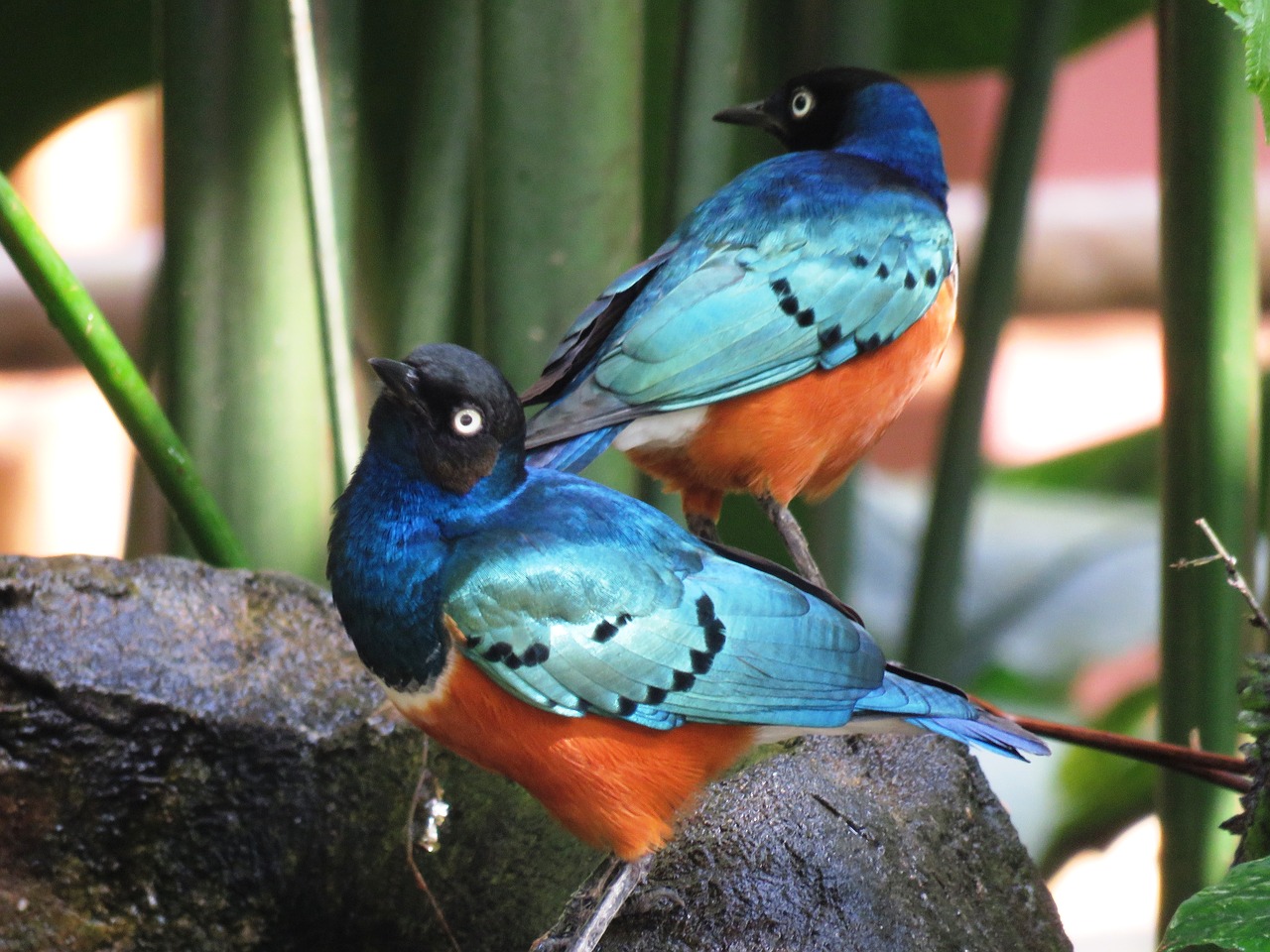 love birds colorful birds together free photo