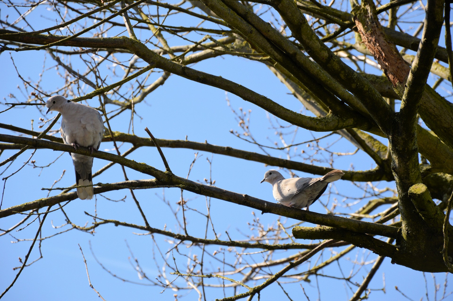 dove bird tree free photo
