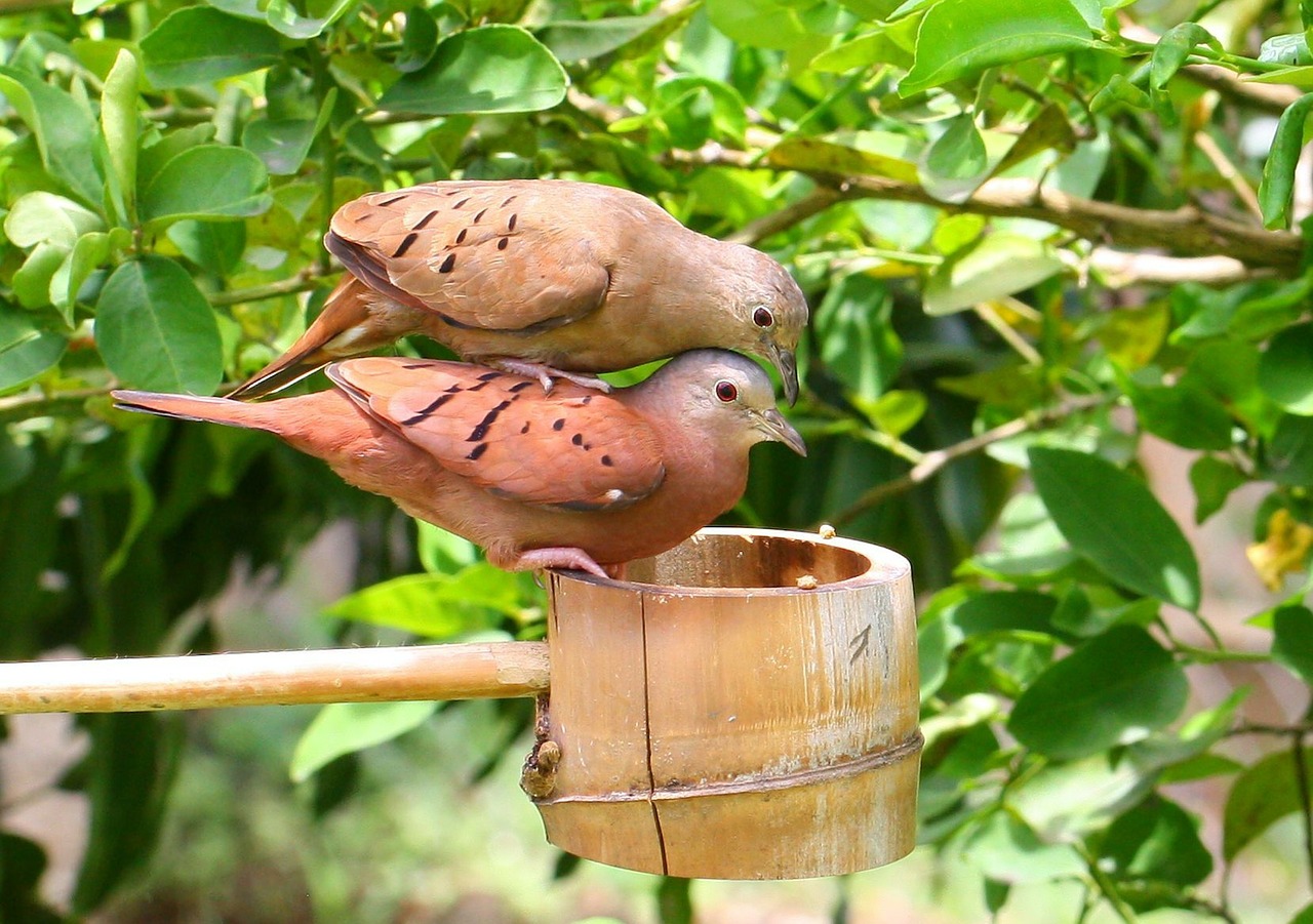 love dove doves bird free photo