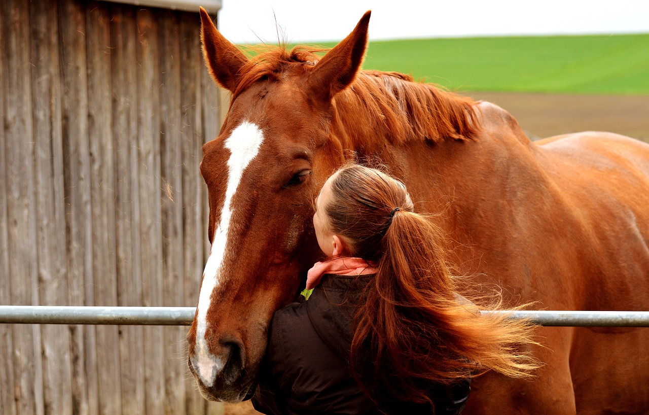 love for animals friendship horse love free photo