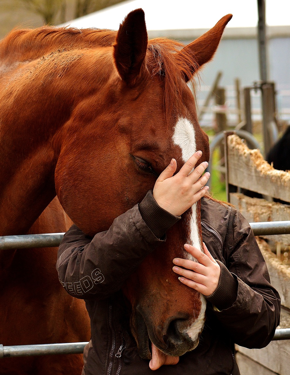 love for animals friendship horse love free photo