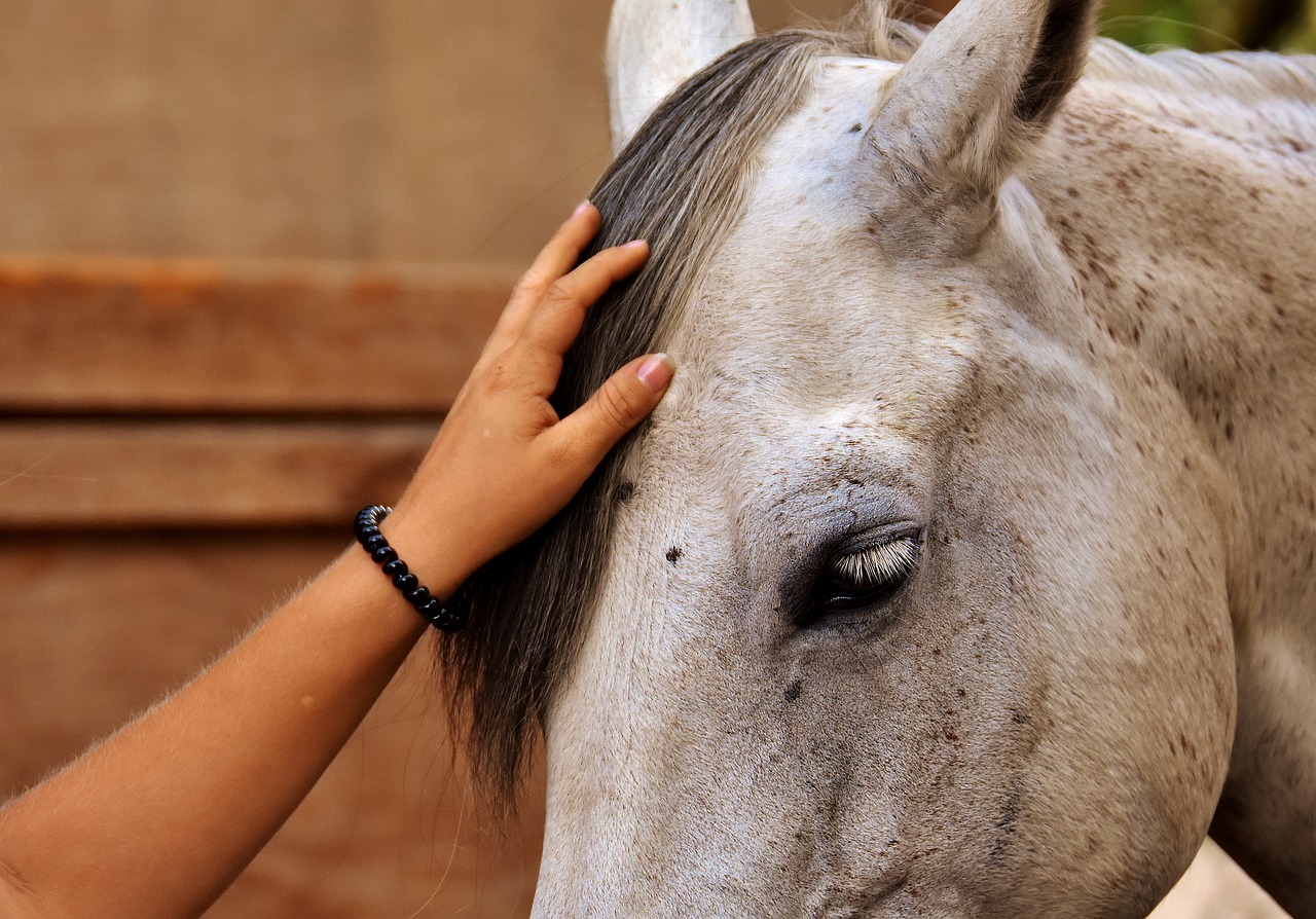 love for animals horse stroke free photo