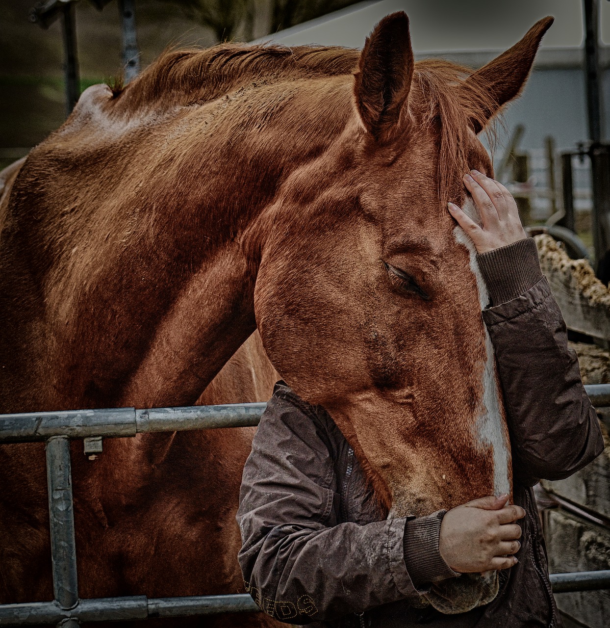 Love for animals, friendship, horse love, connectedness, horse - free