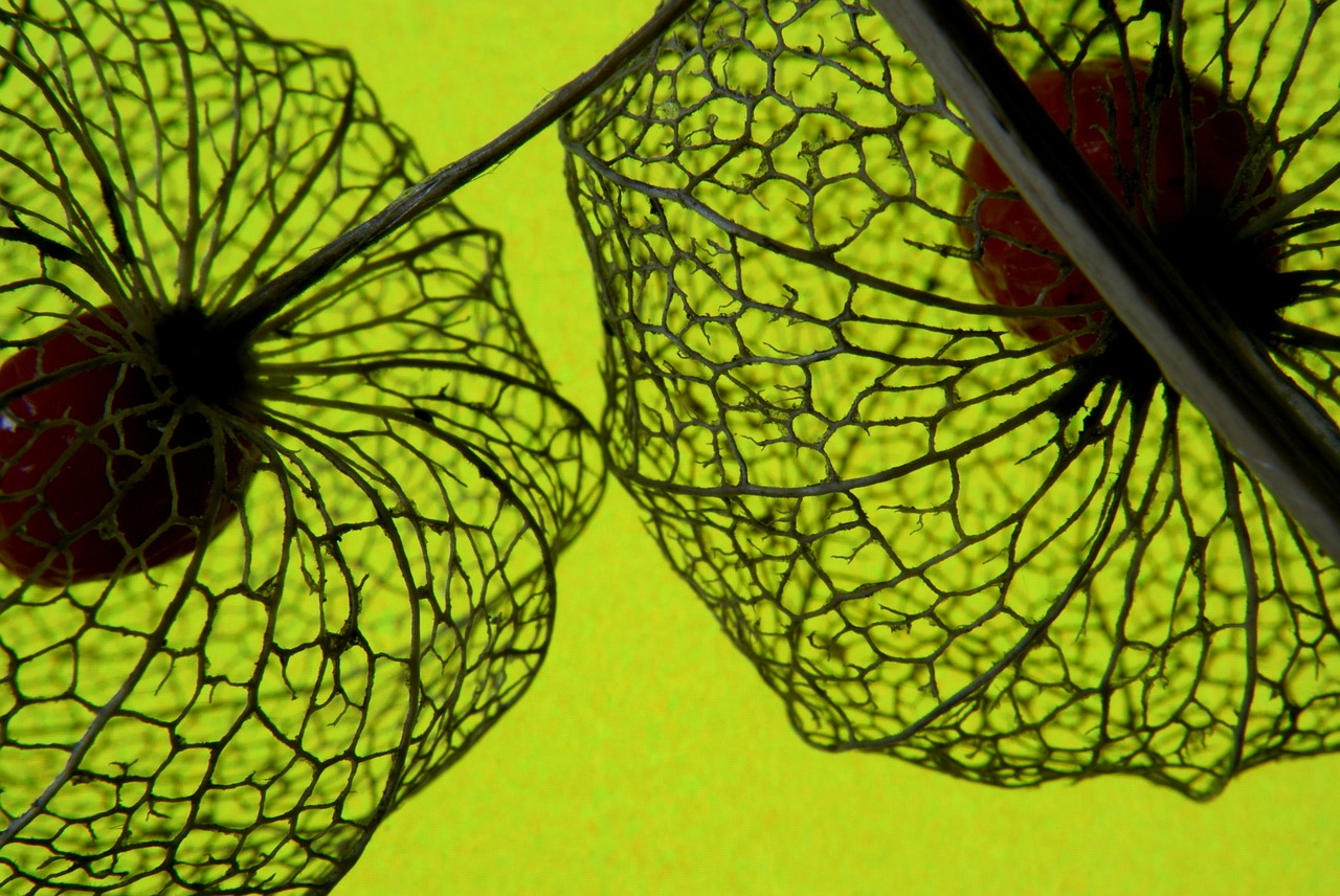 love in a cage macro fruit free photo