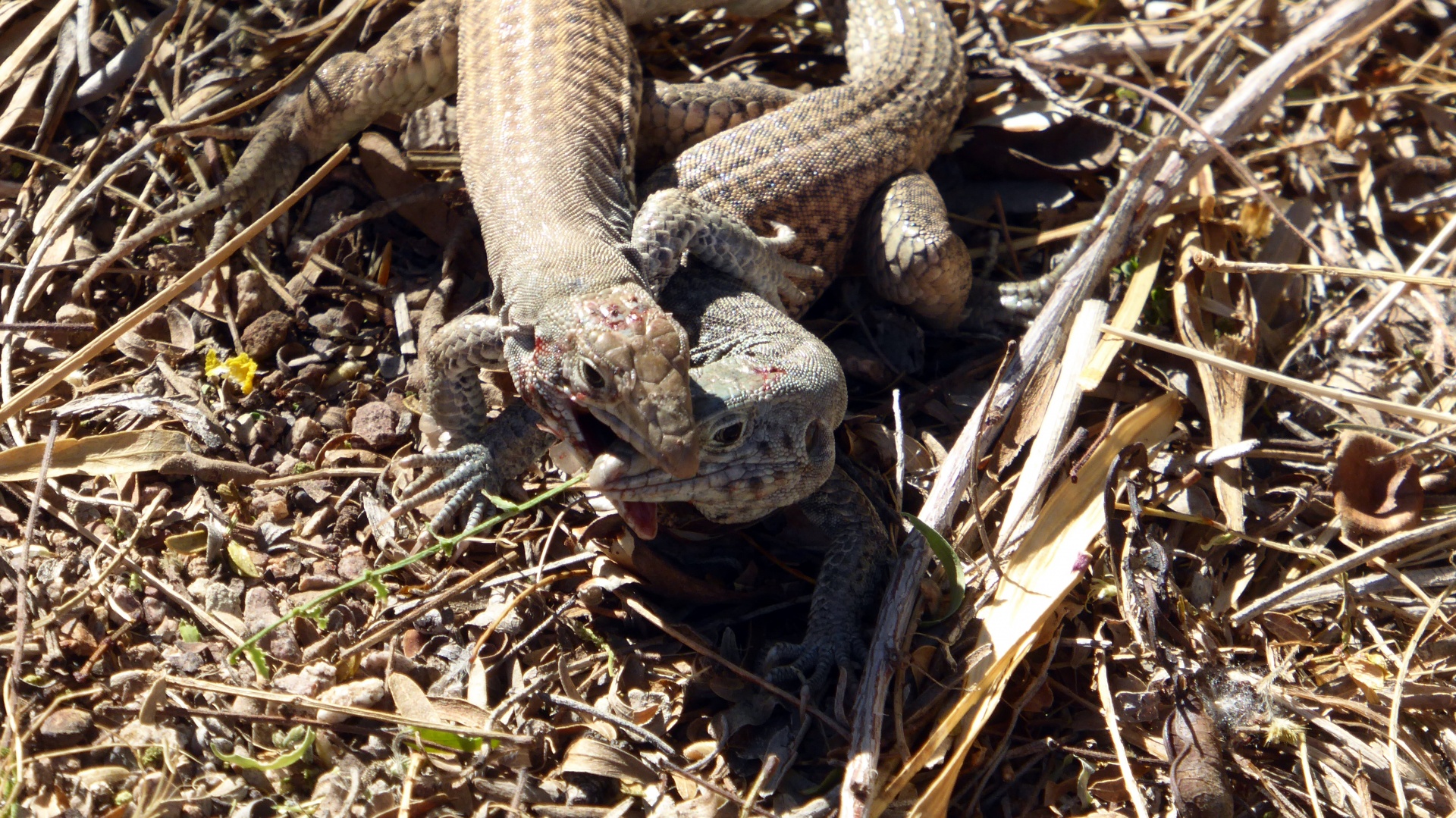 lizard lizards reptile free photo