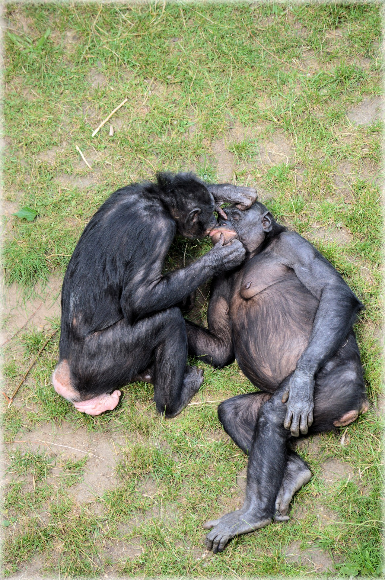 bonobo monkey zoo free photo