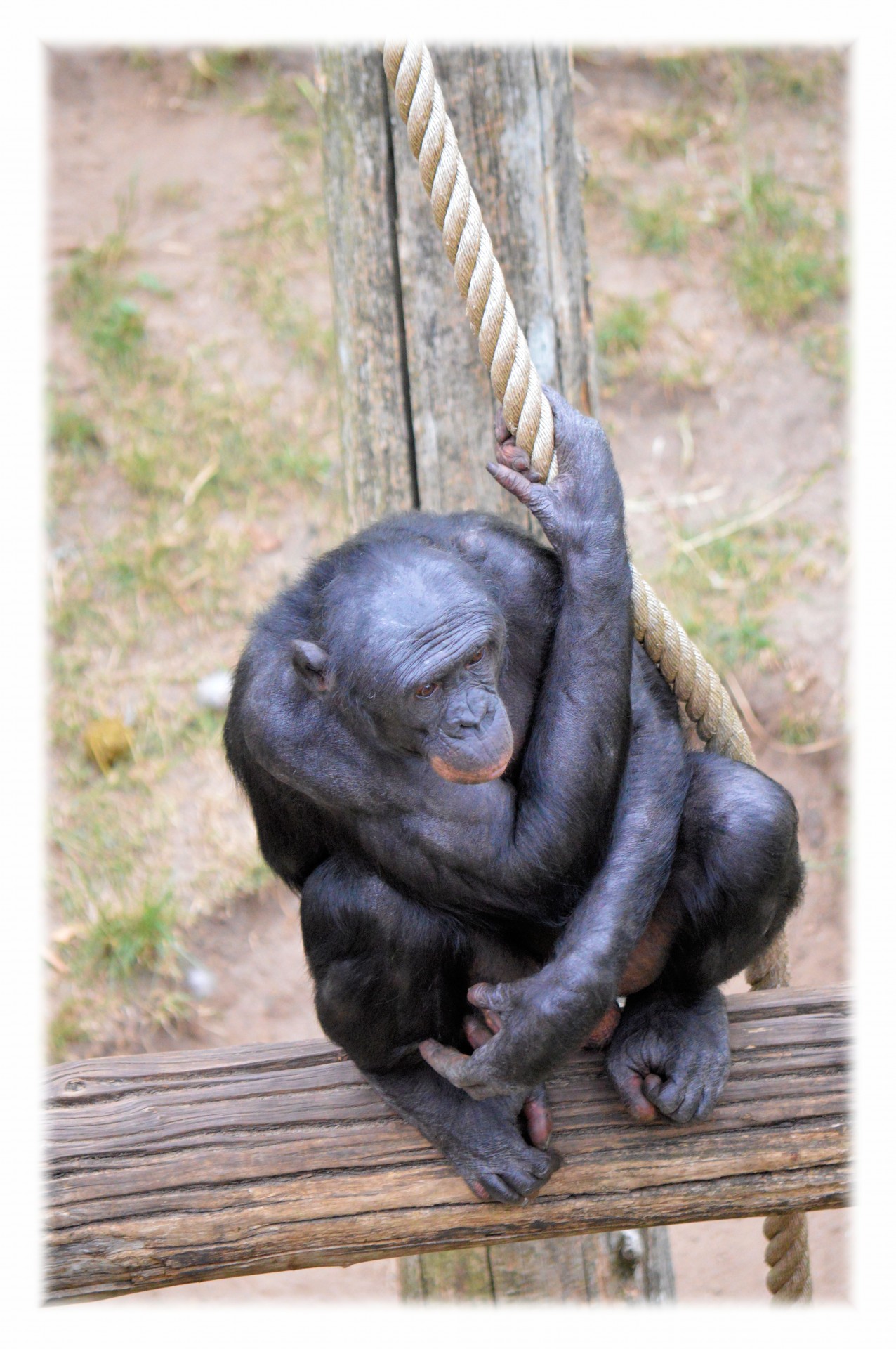 bonobo monkey zoo free photo