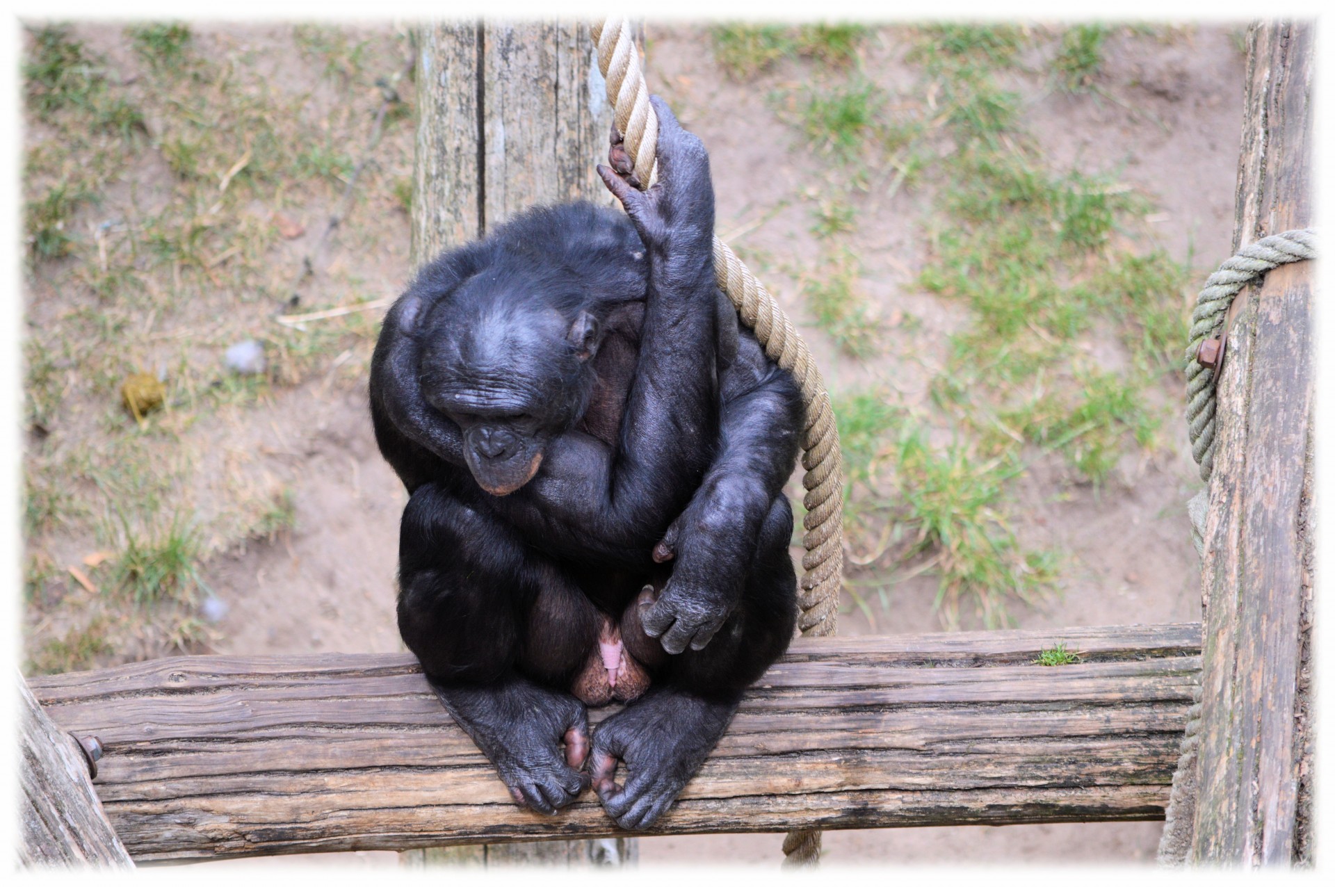bonobo monkey zoo free photo