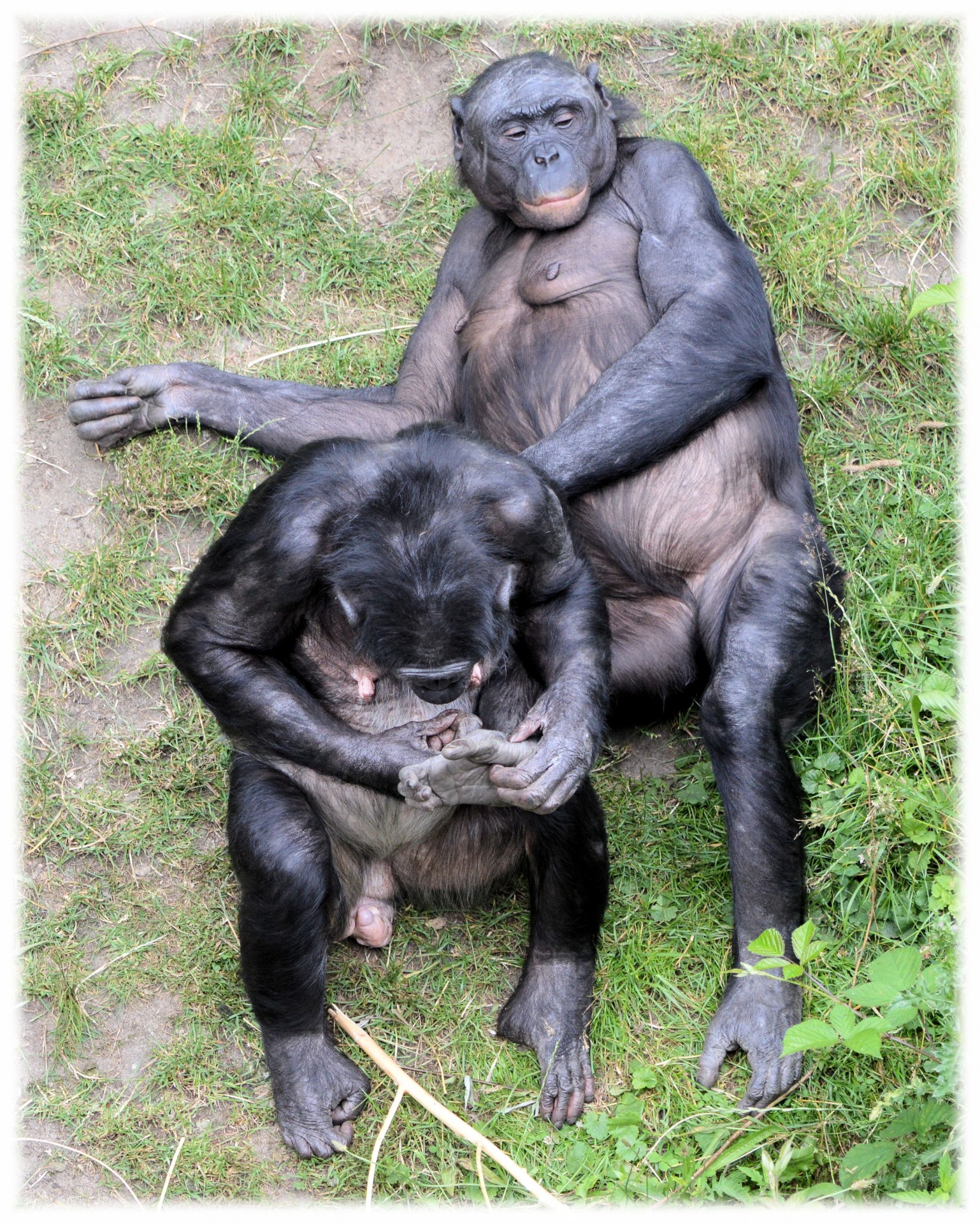 bonobo monkey zoo free photo