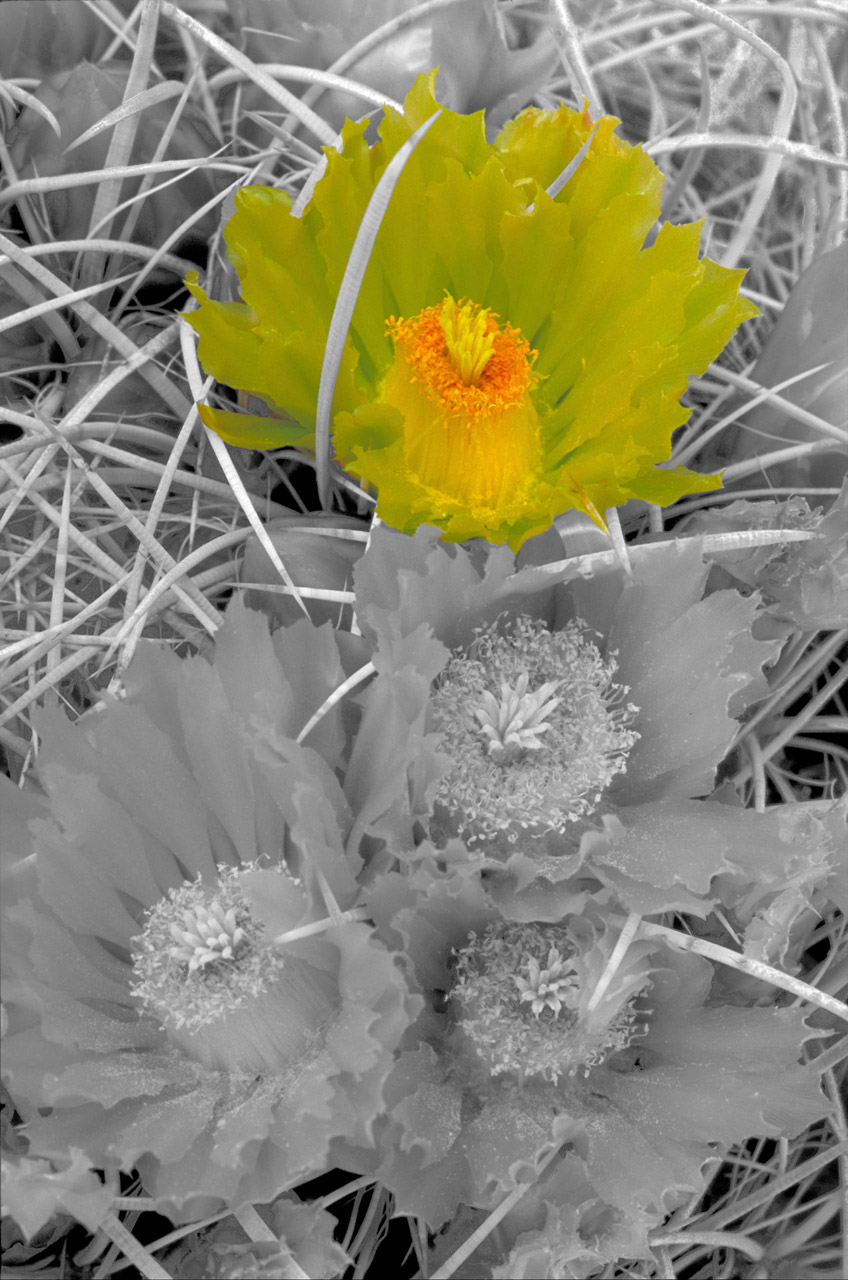 flower black white free photo