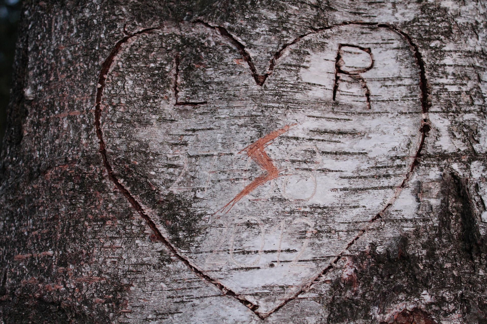 love heart tree free photo