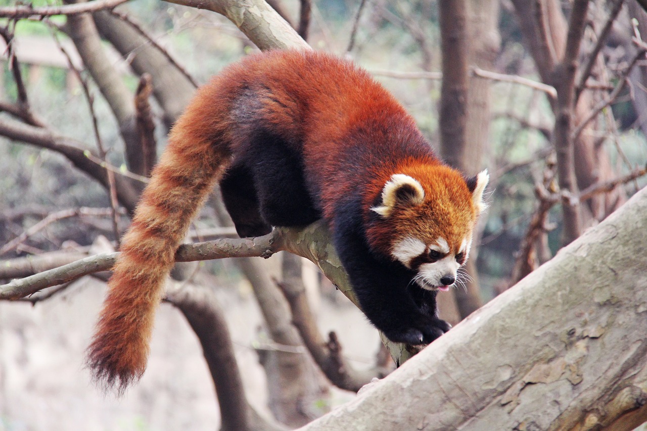 loveable red pandas sichuan free photo