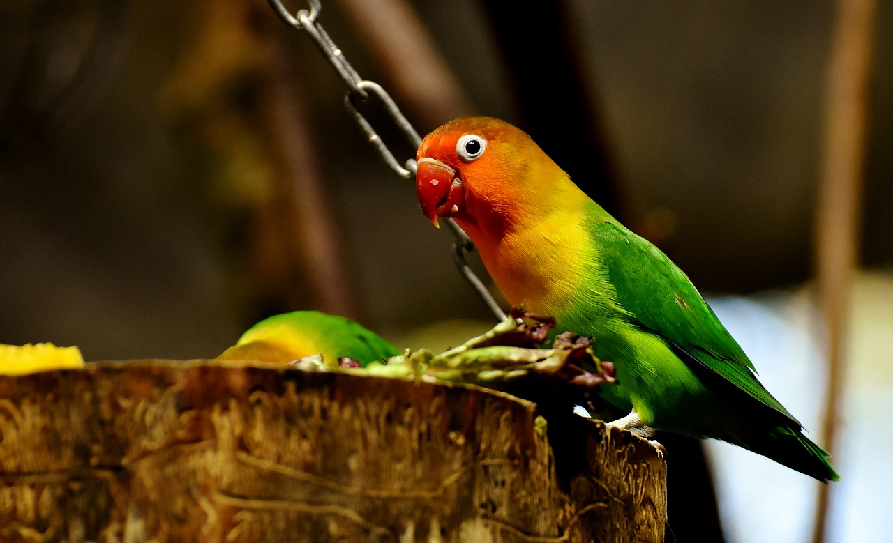 lovebirds bird parrot free photo