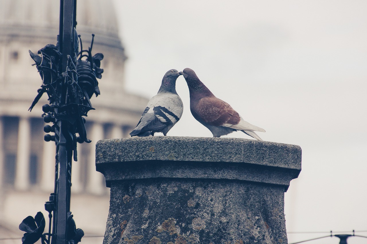 lovebirds  pigeons  pair free photo