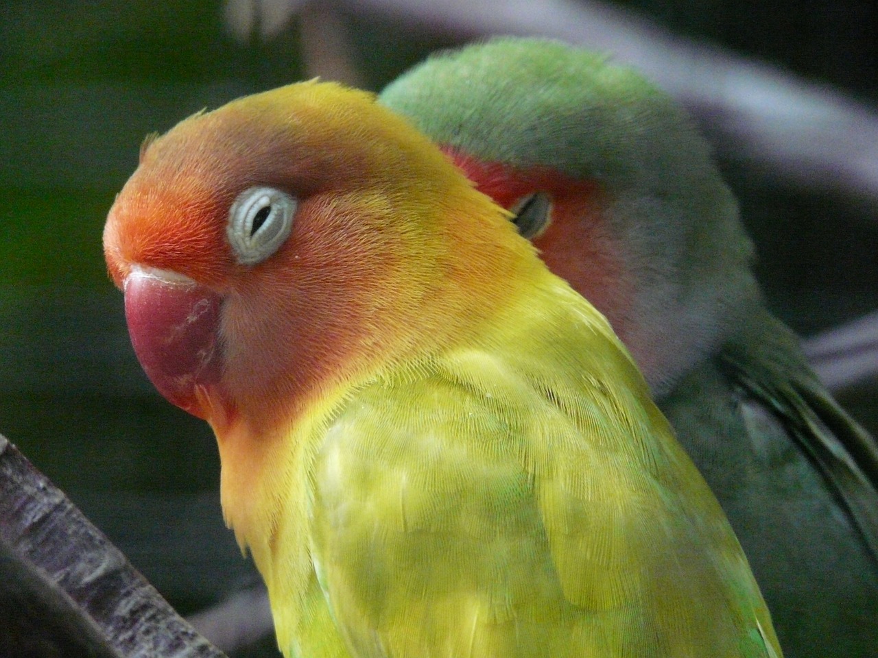 lovebirds bird parrot free photo