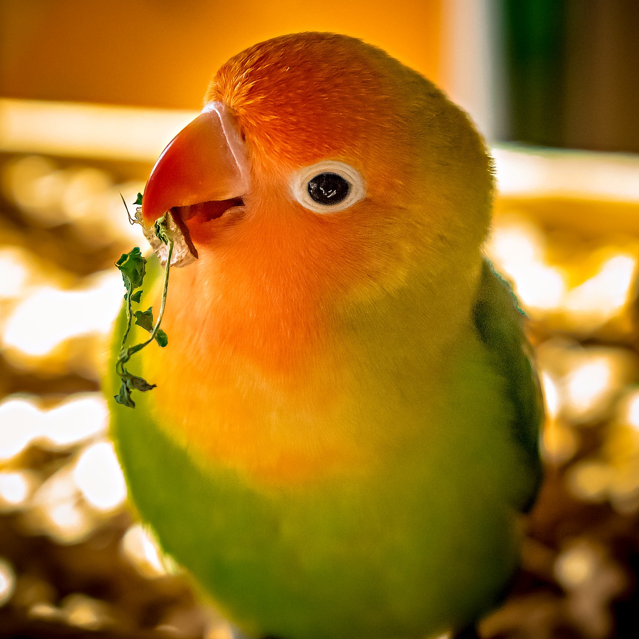 lovebirds  parrot  feather free photo