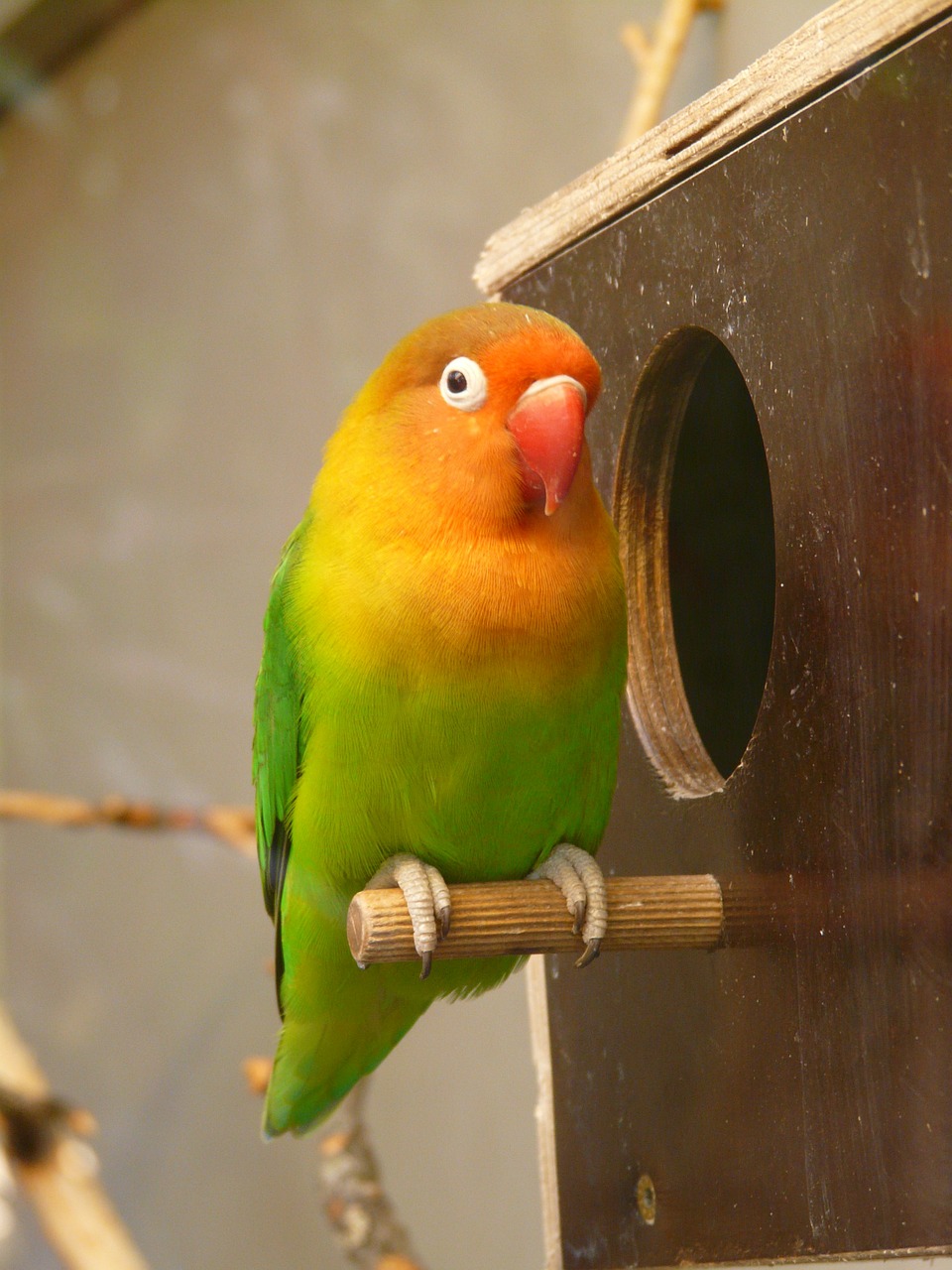 lovebirds parrot bird free photo