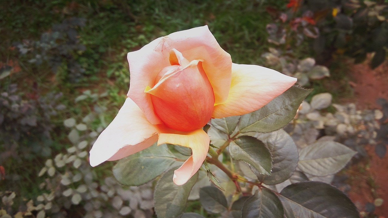 lovely rose flower free photo
