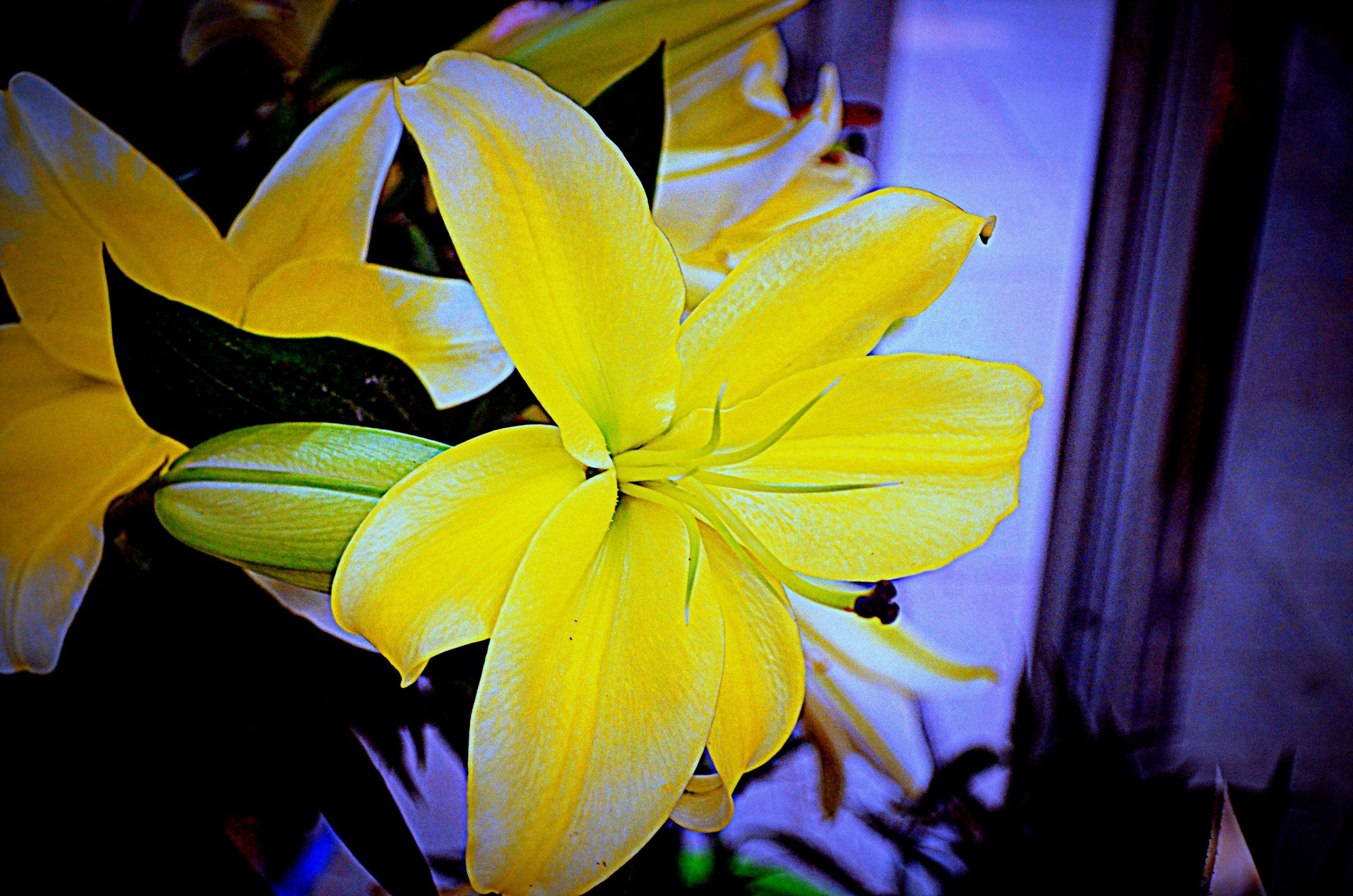 lily lilies flower free photo