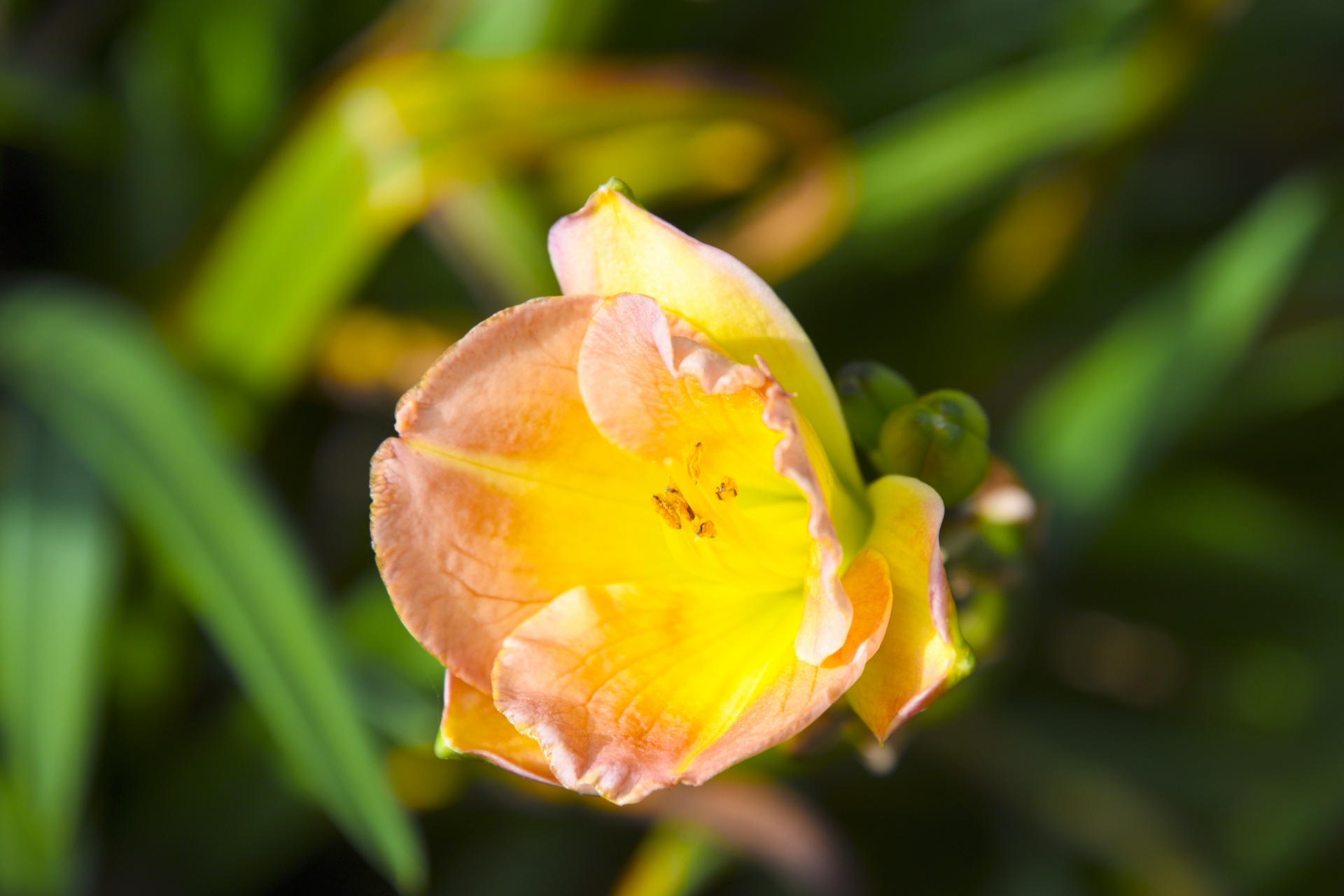 pink yellow flower free photo