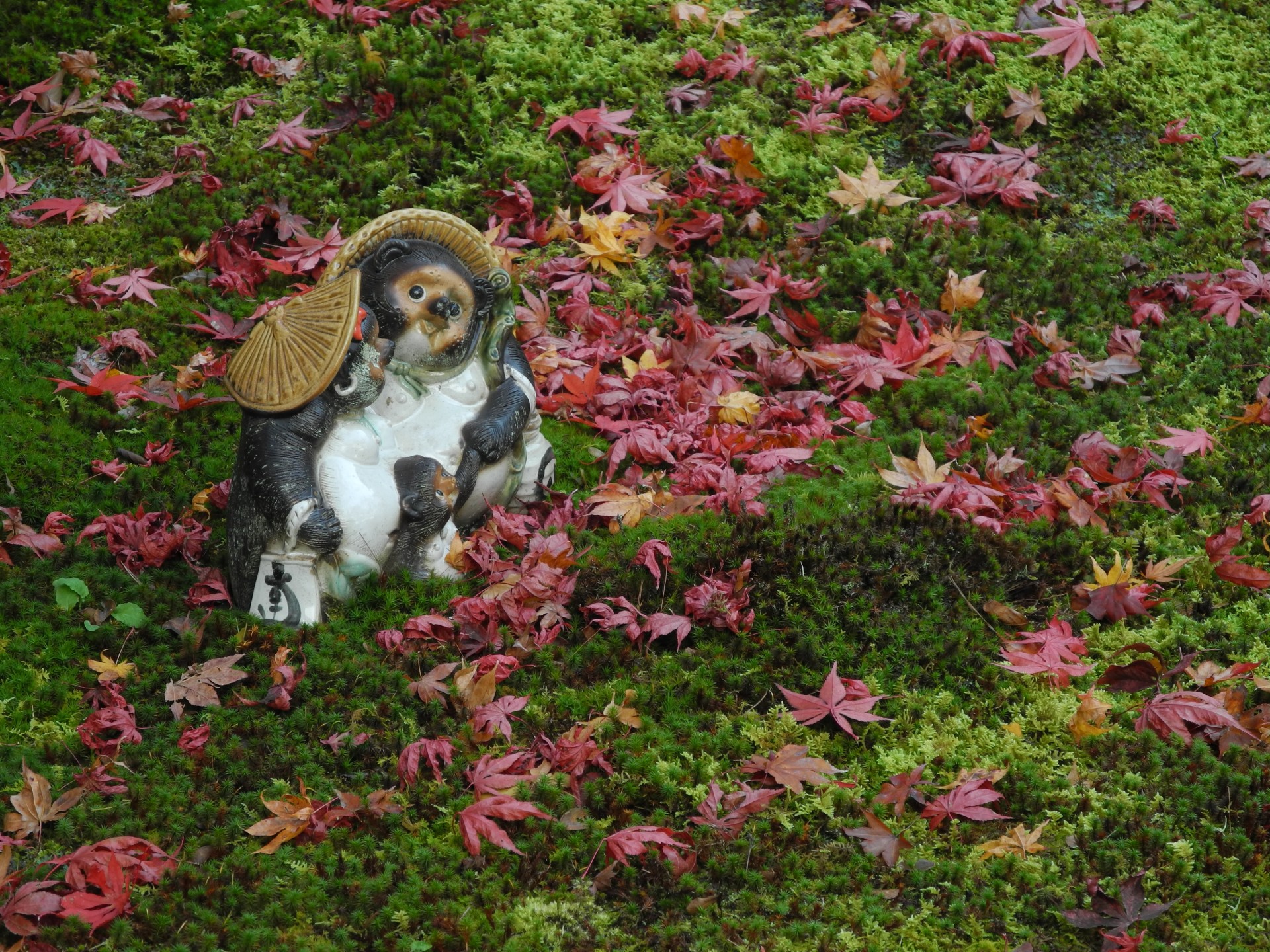 raccoon dog fallen leaves sanzenin free photo
