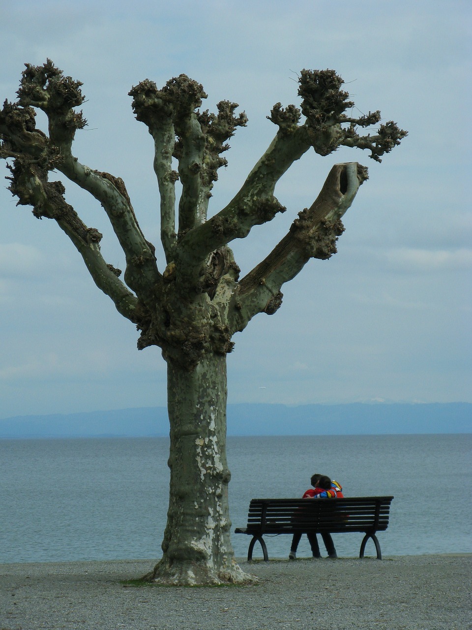 lovers winter's day bare tree free photo