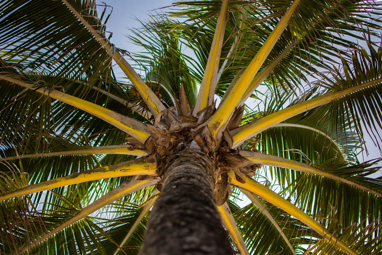 low angle shot nature palm tree free photo